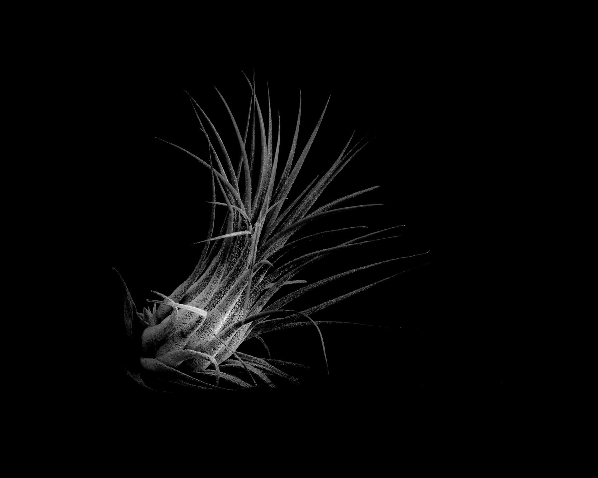 Tillandsia ionantha
