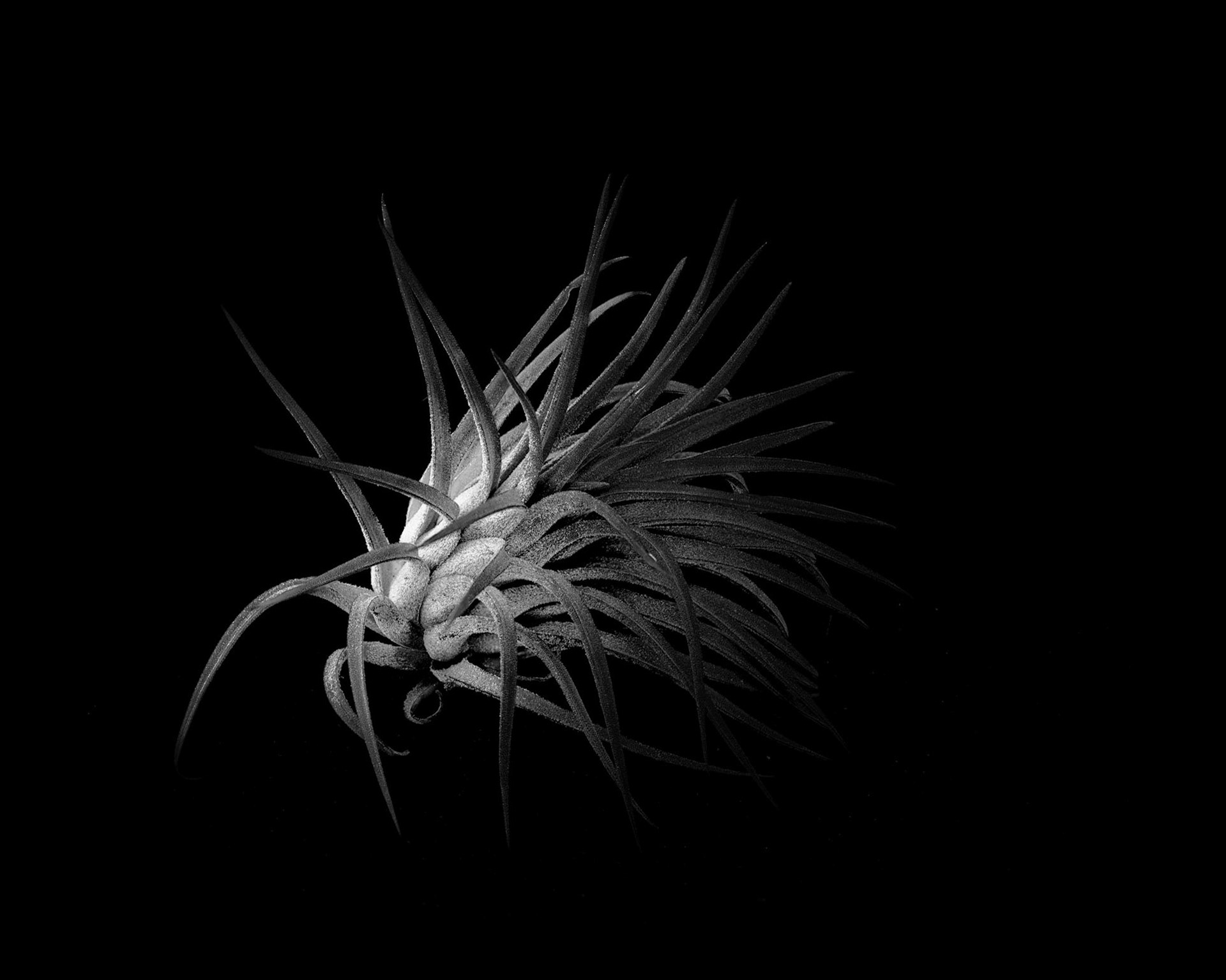 Tillandsia ionantha, 2019