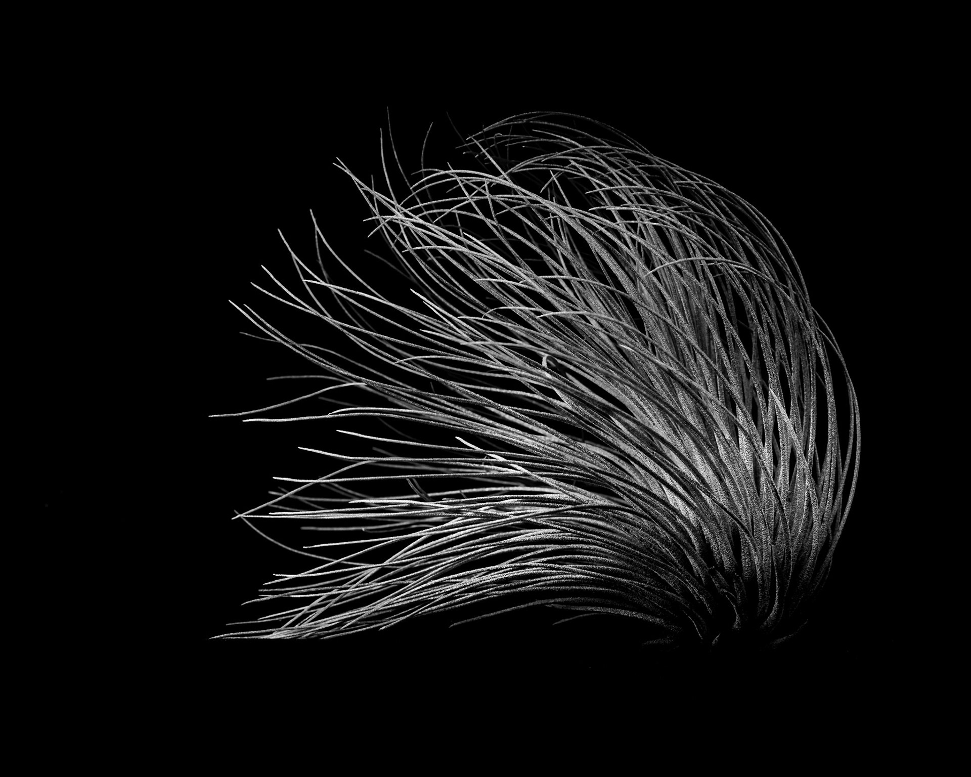 Tillandsia tectorum, 2019