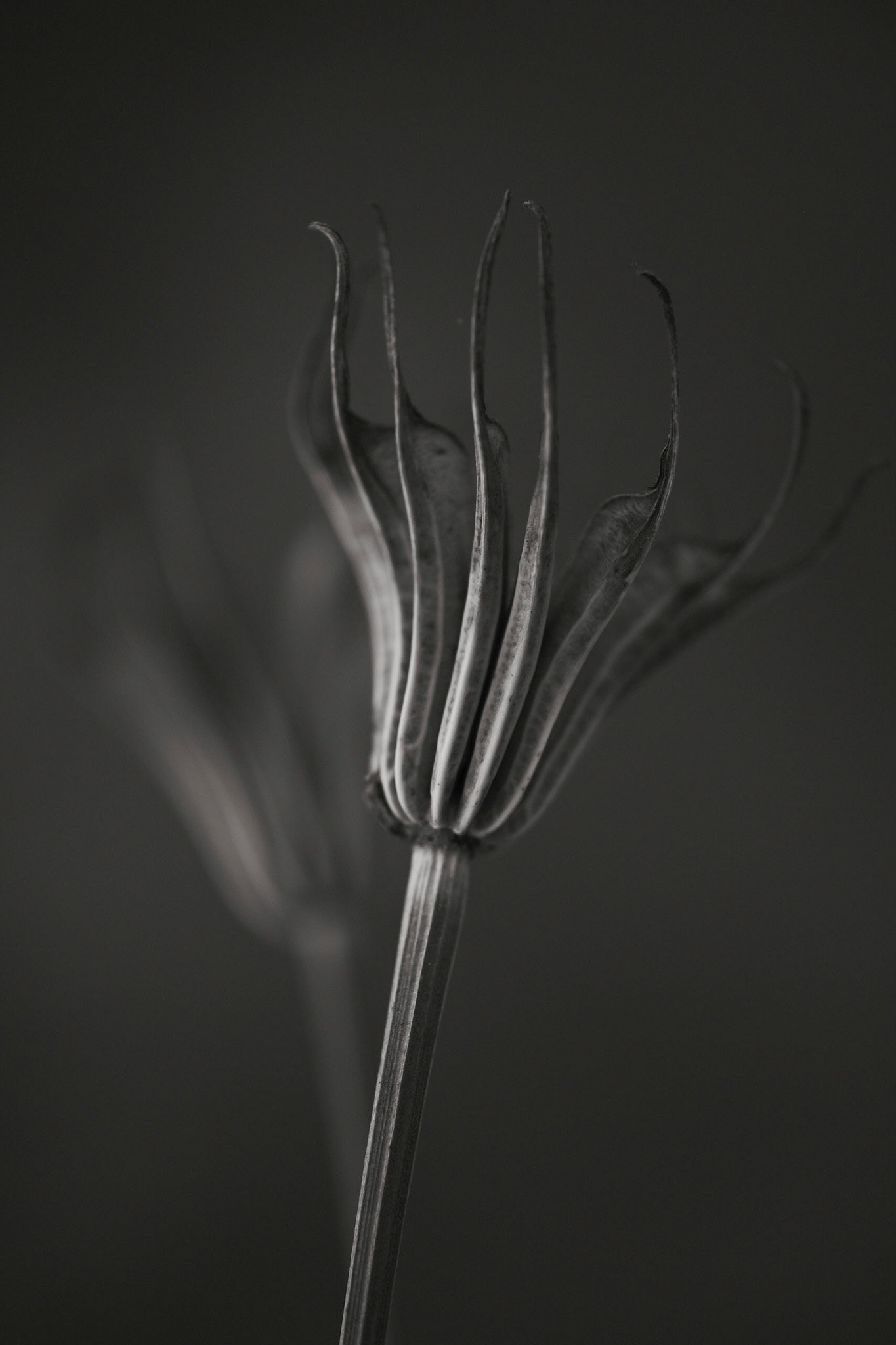 Nigella orentalis