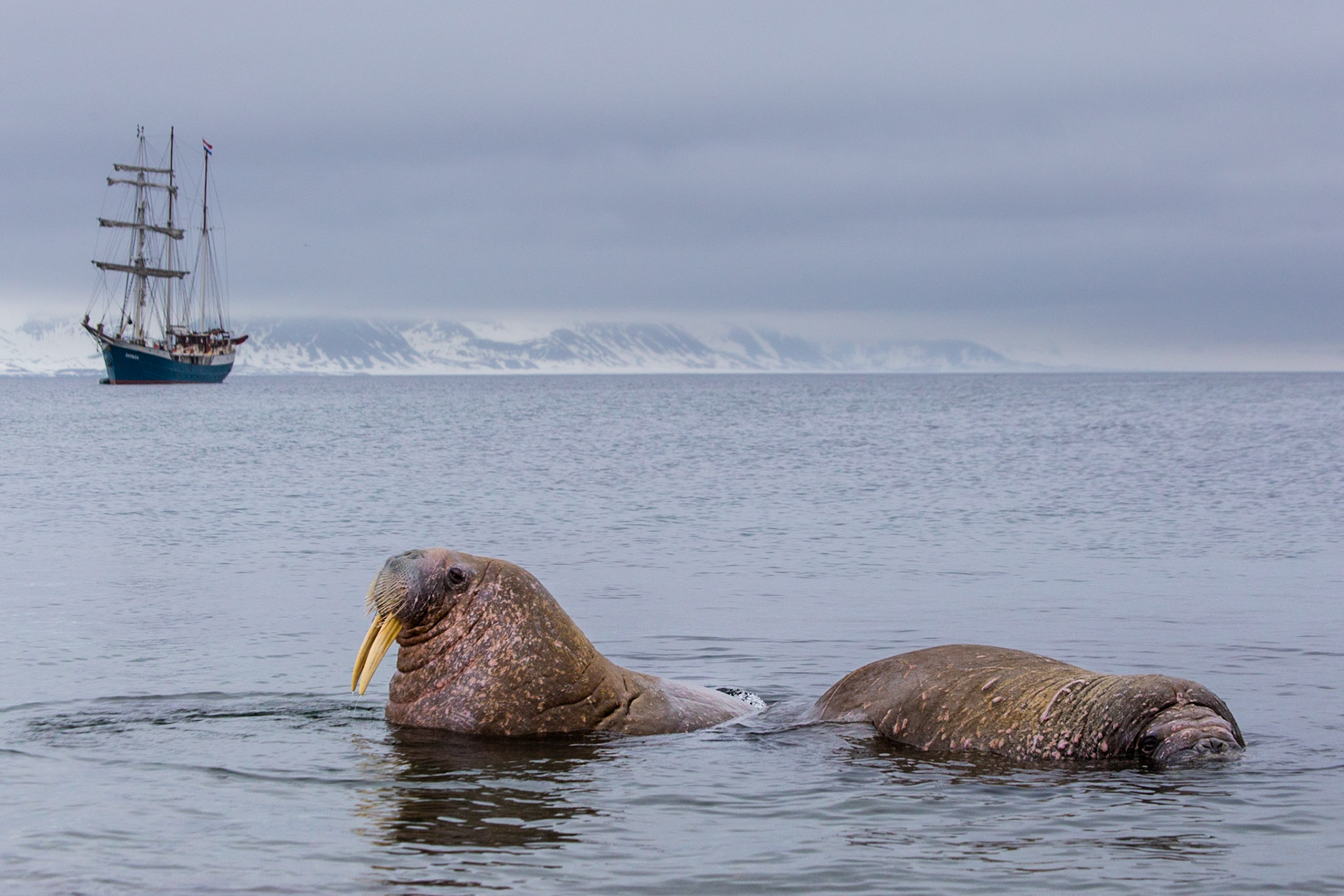 When we onlanded with the zodiaks there where just laying a few animals at the beach. Later more an more walrusses come to have a look at their visitiors.