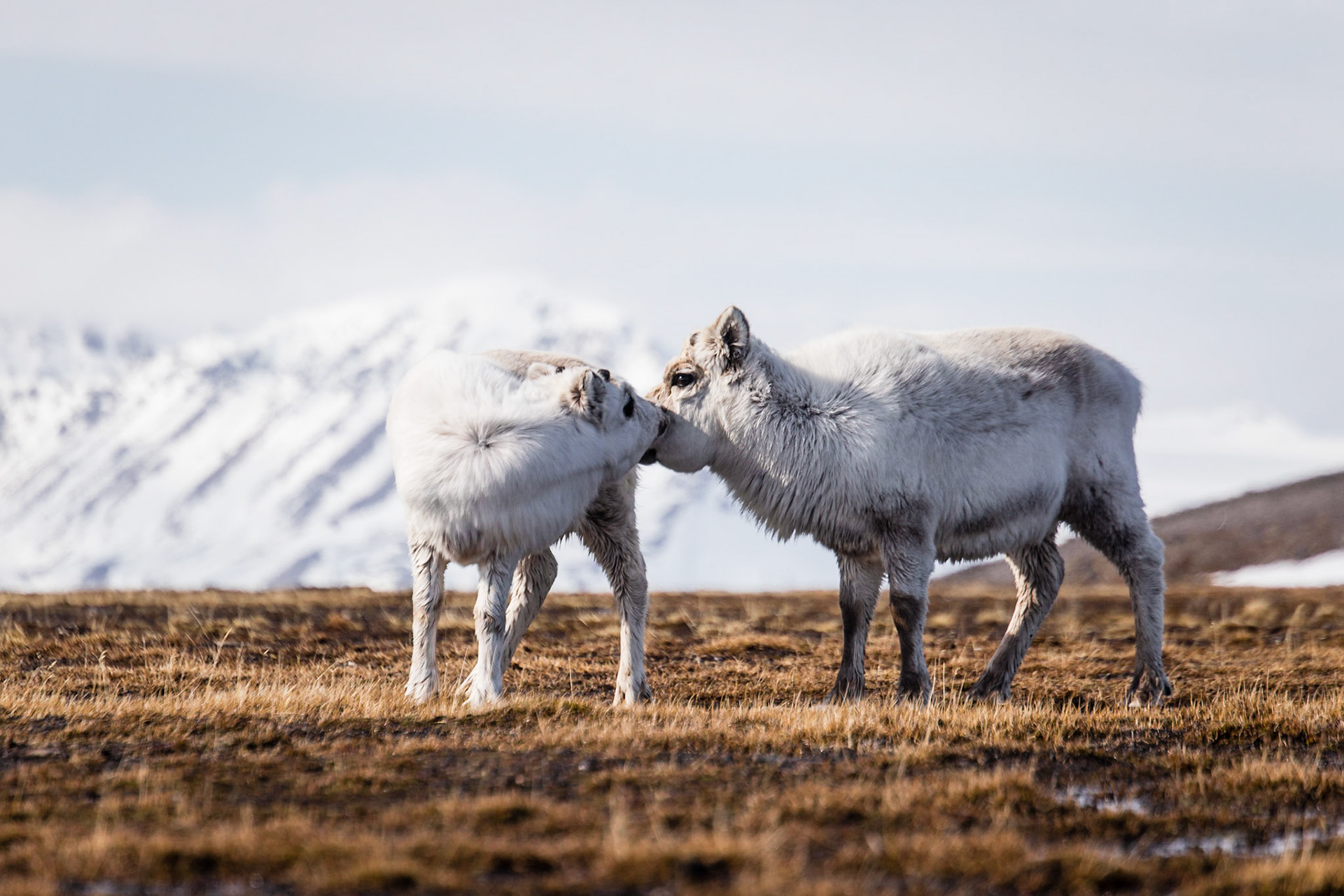 When we went to Svalbard, we made several hikes. One day quite curious reindeers came along...