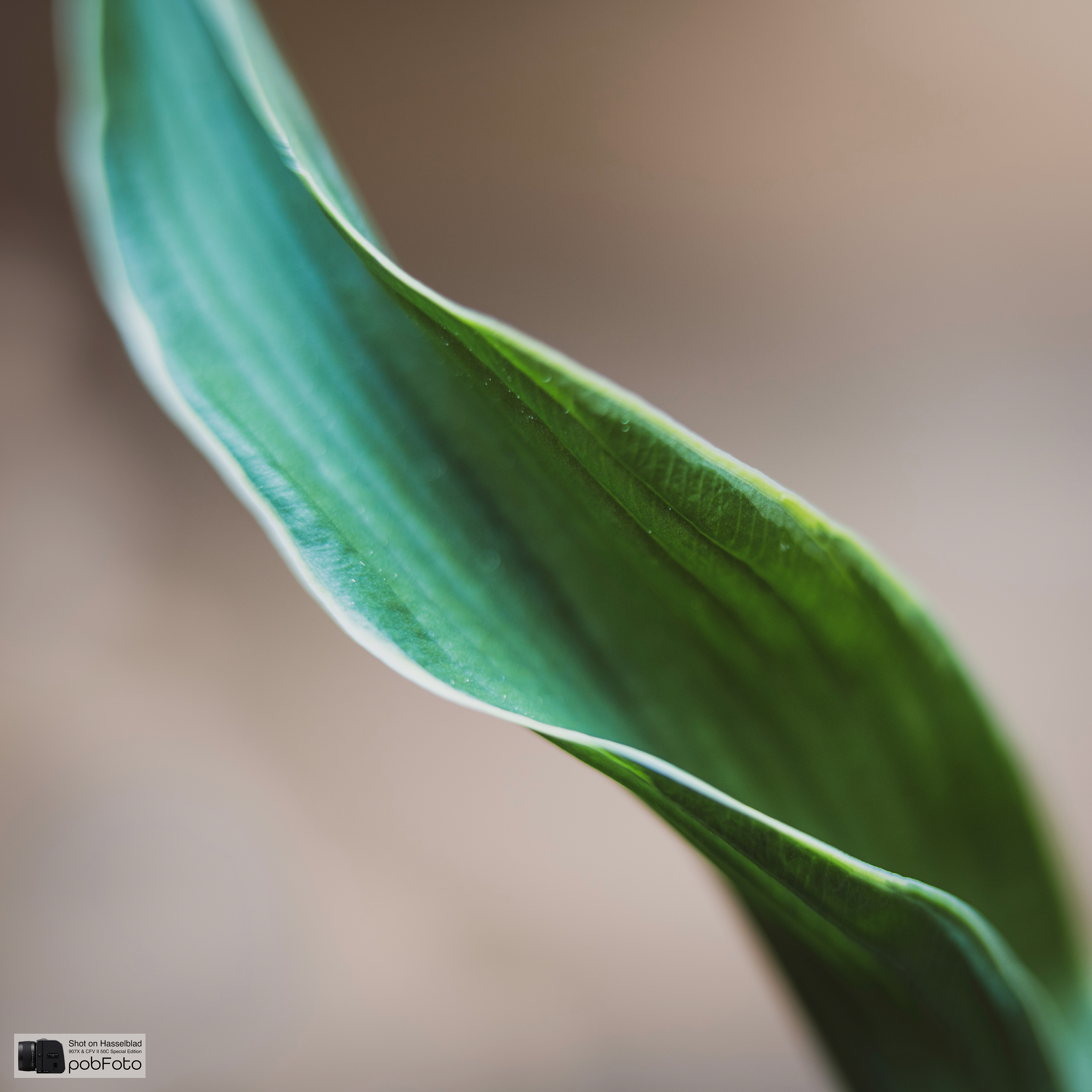 Hosta ’Praying Hands’