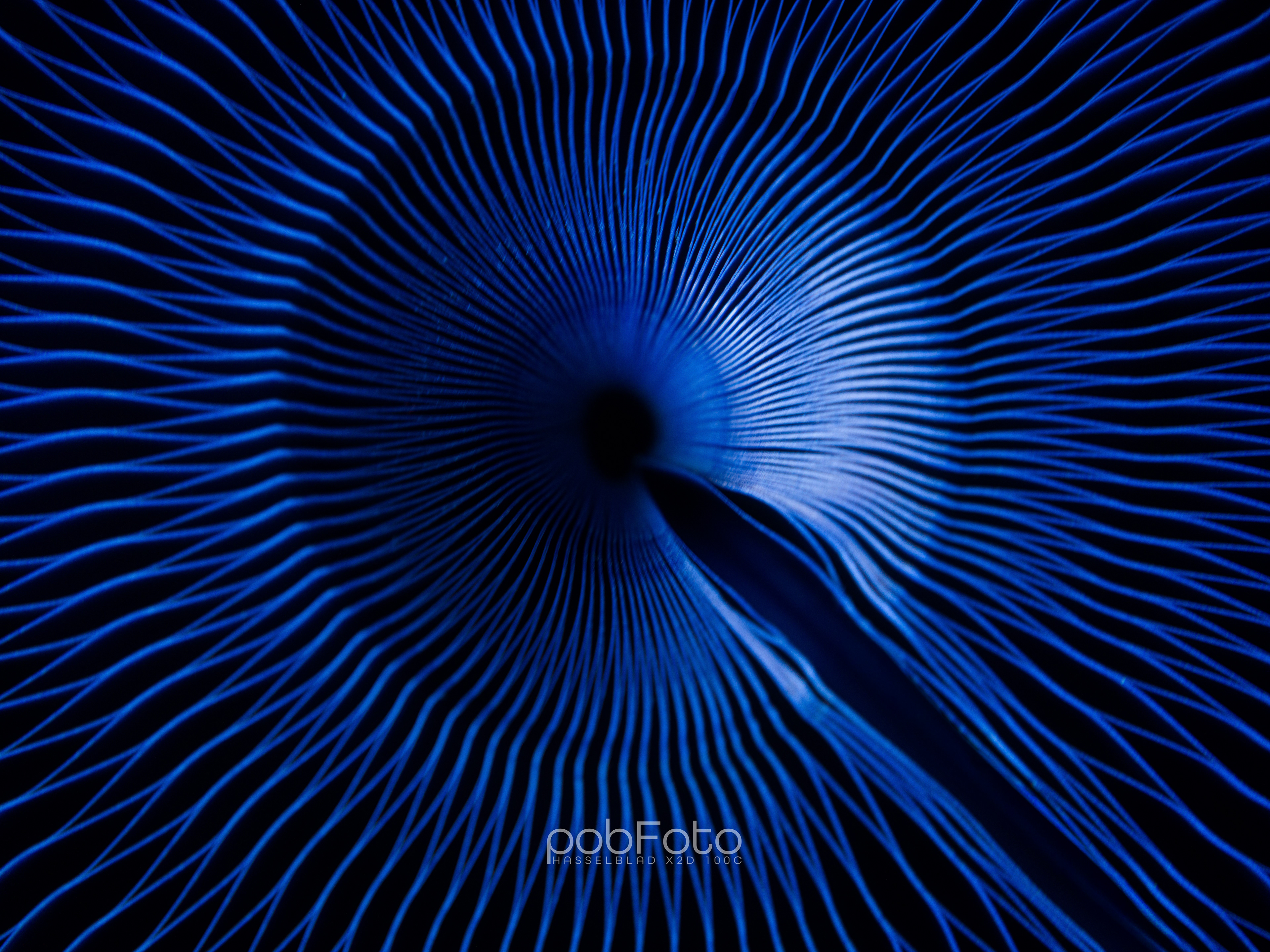 molo - folding paper stool