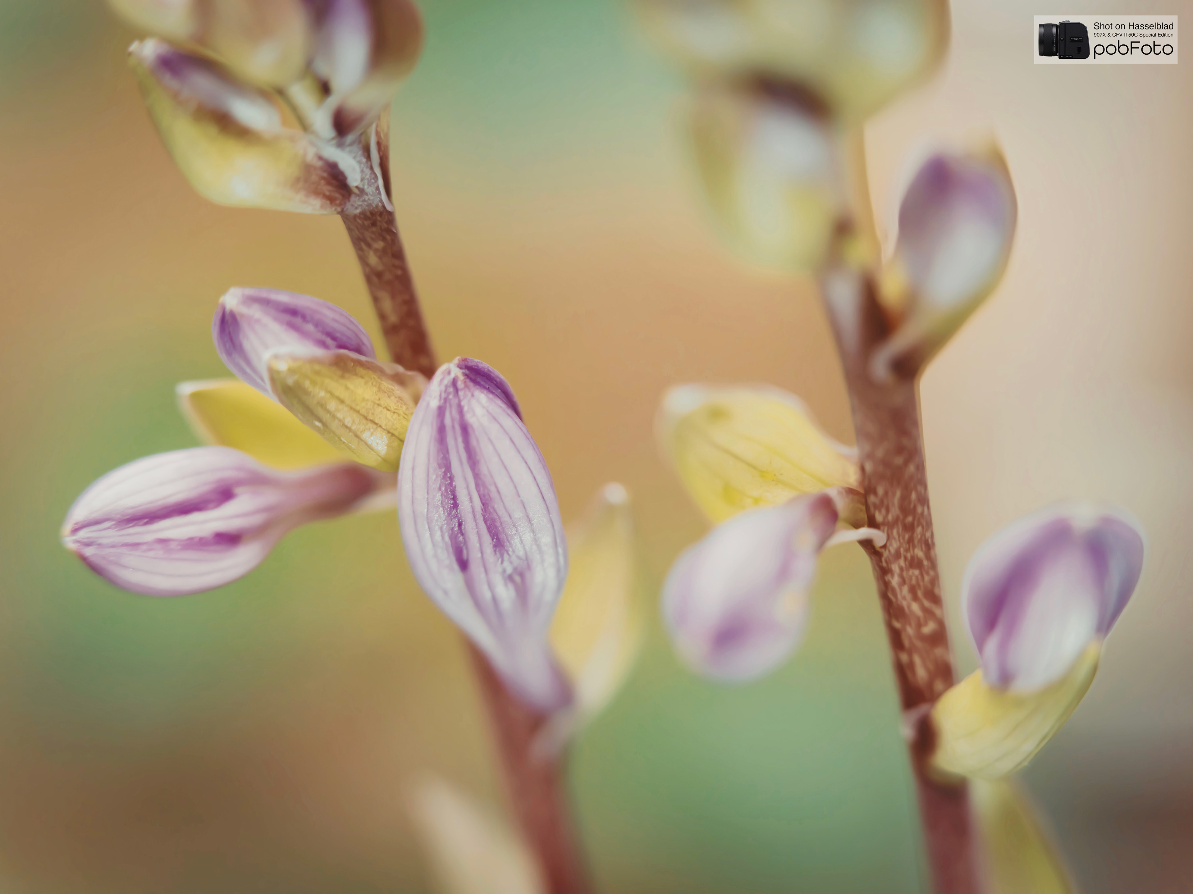 Hosta ’Fire Island’