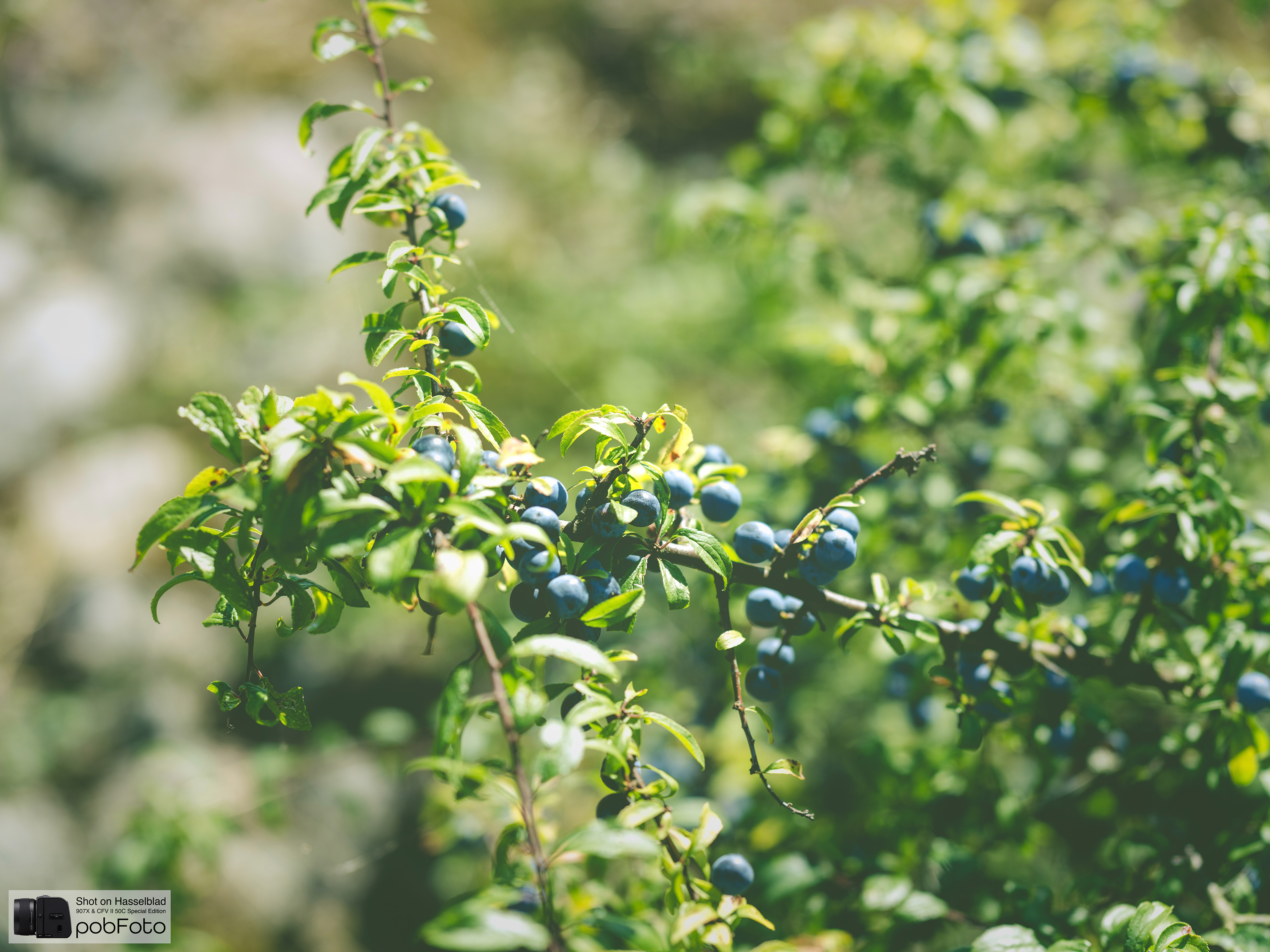 Slånbär - Prunus spinosa