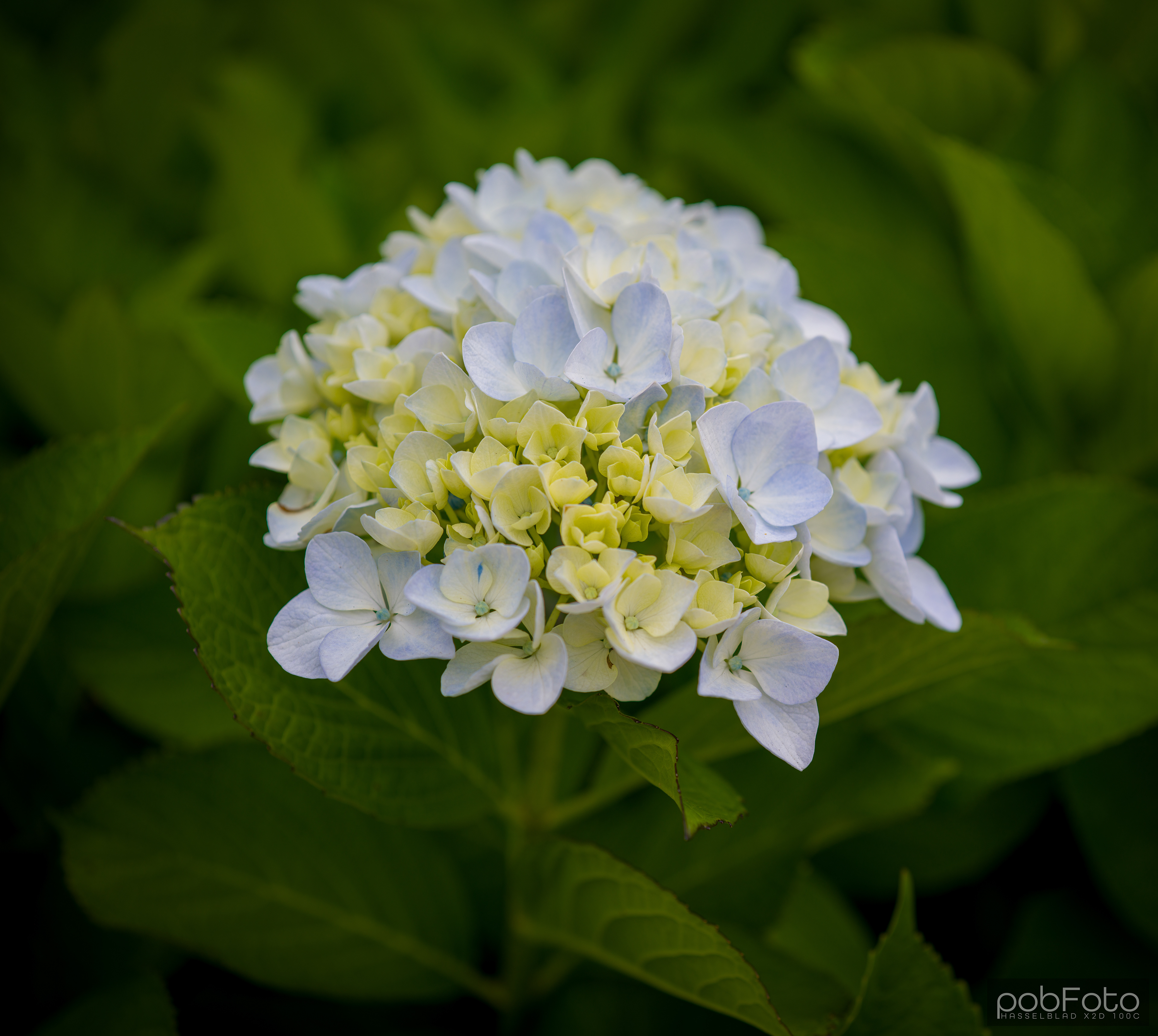 Hortensia