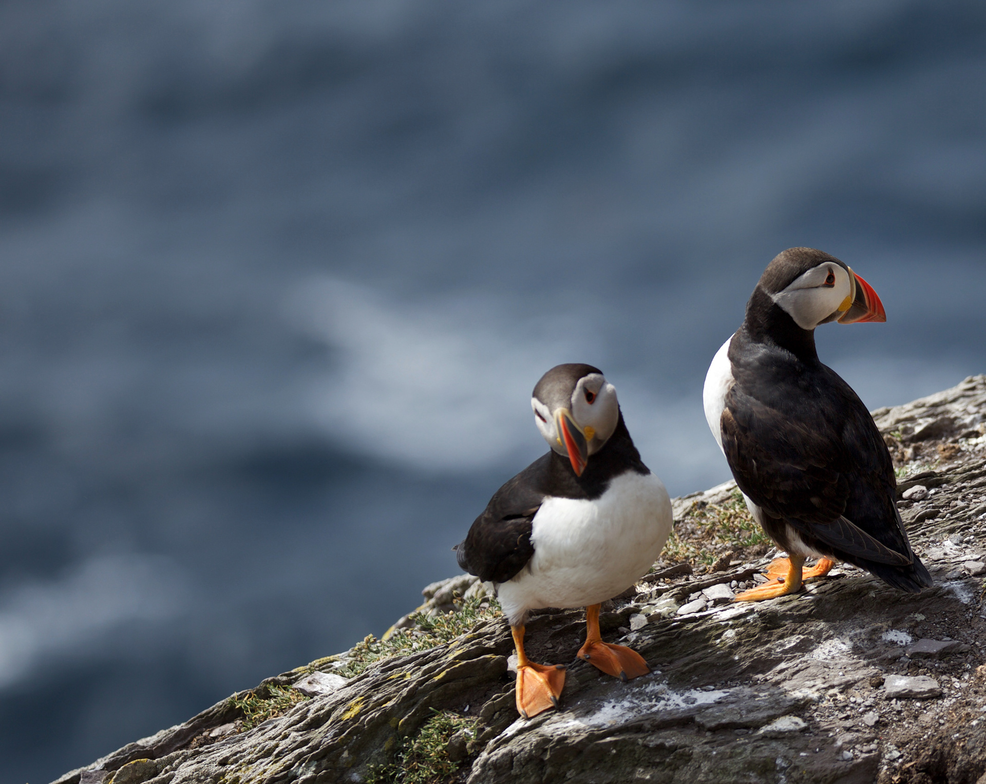 Puffin