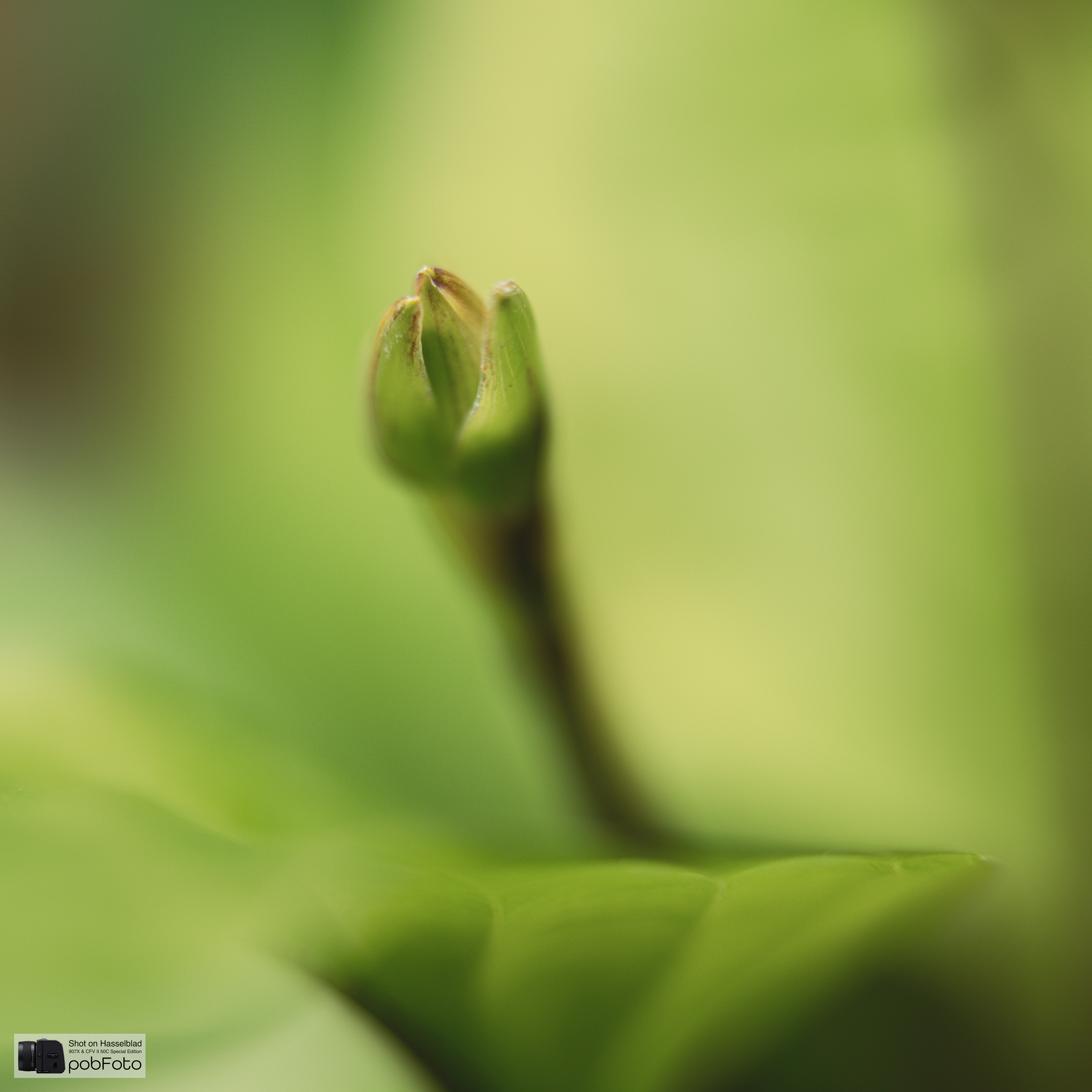 Hosta ’Fire Island’