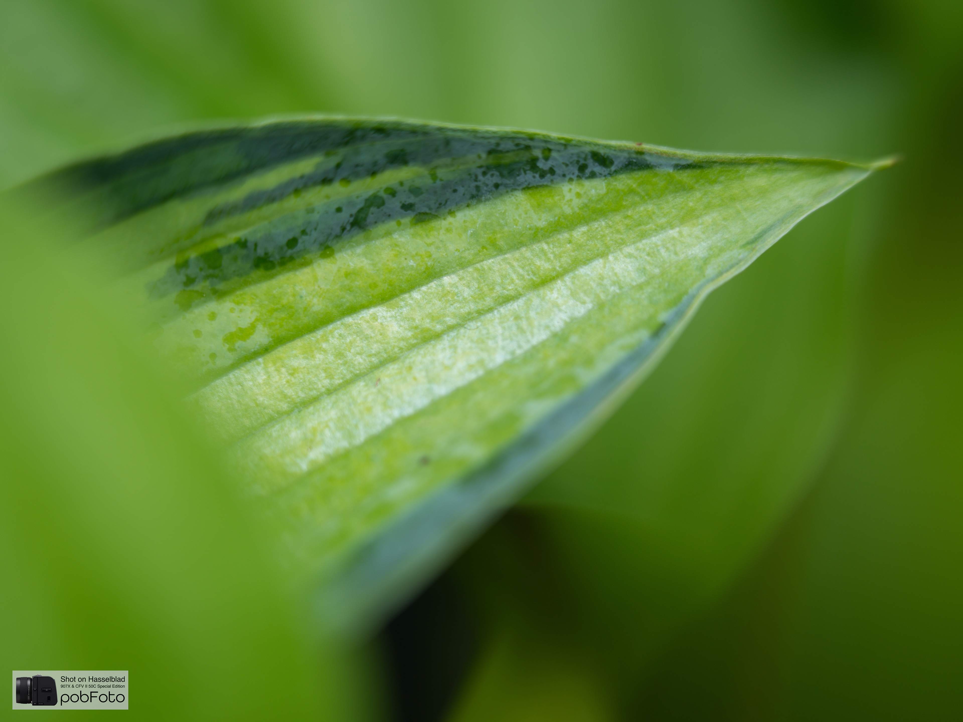 Hosta ’June’