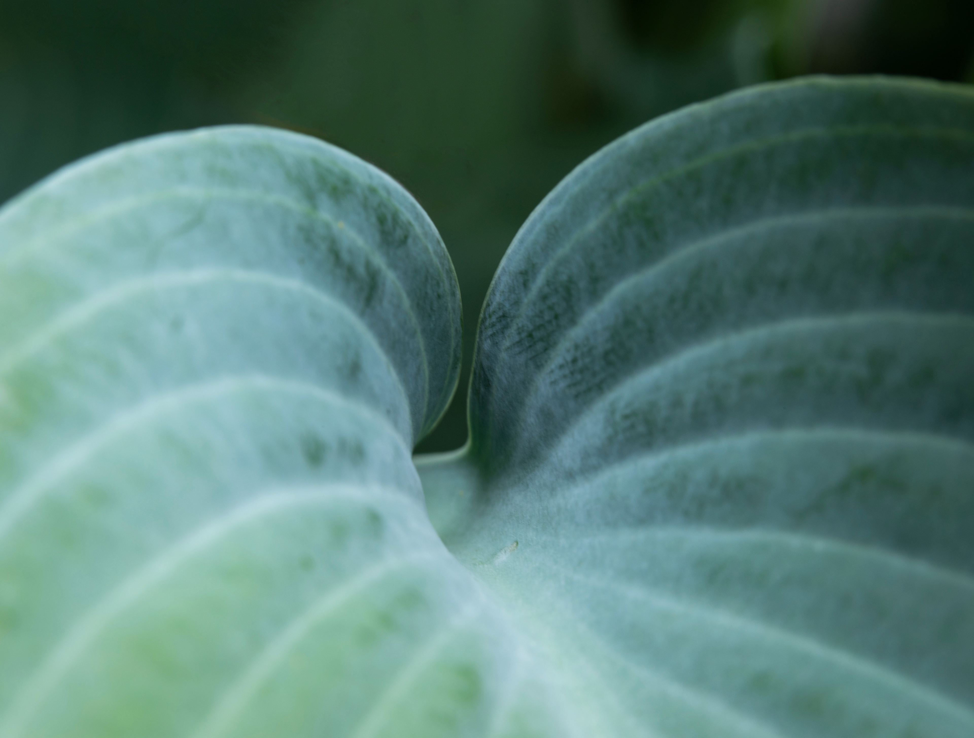 Hosta sieboldiana