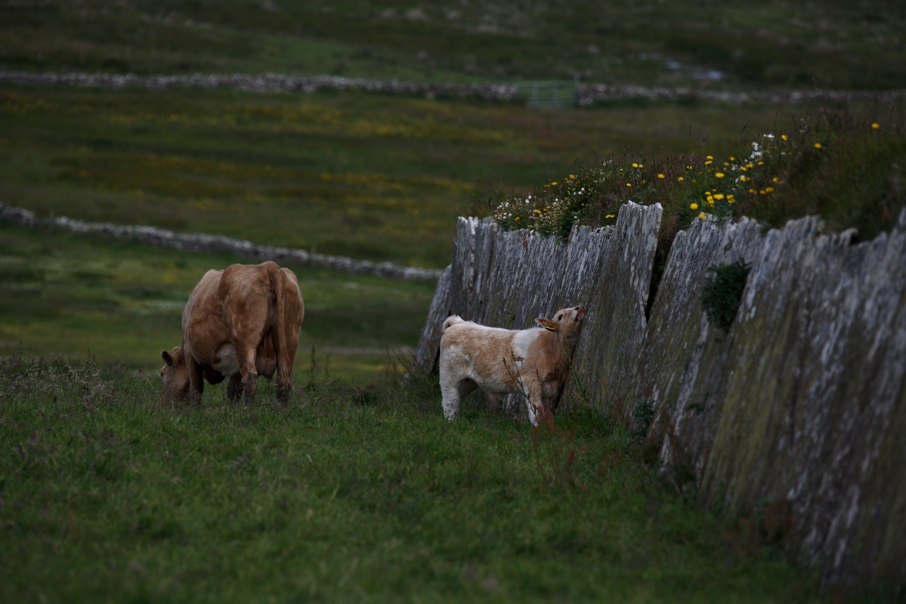 Cliffs of Moher