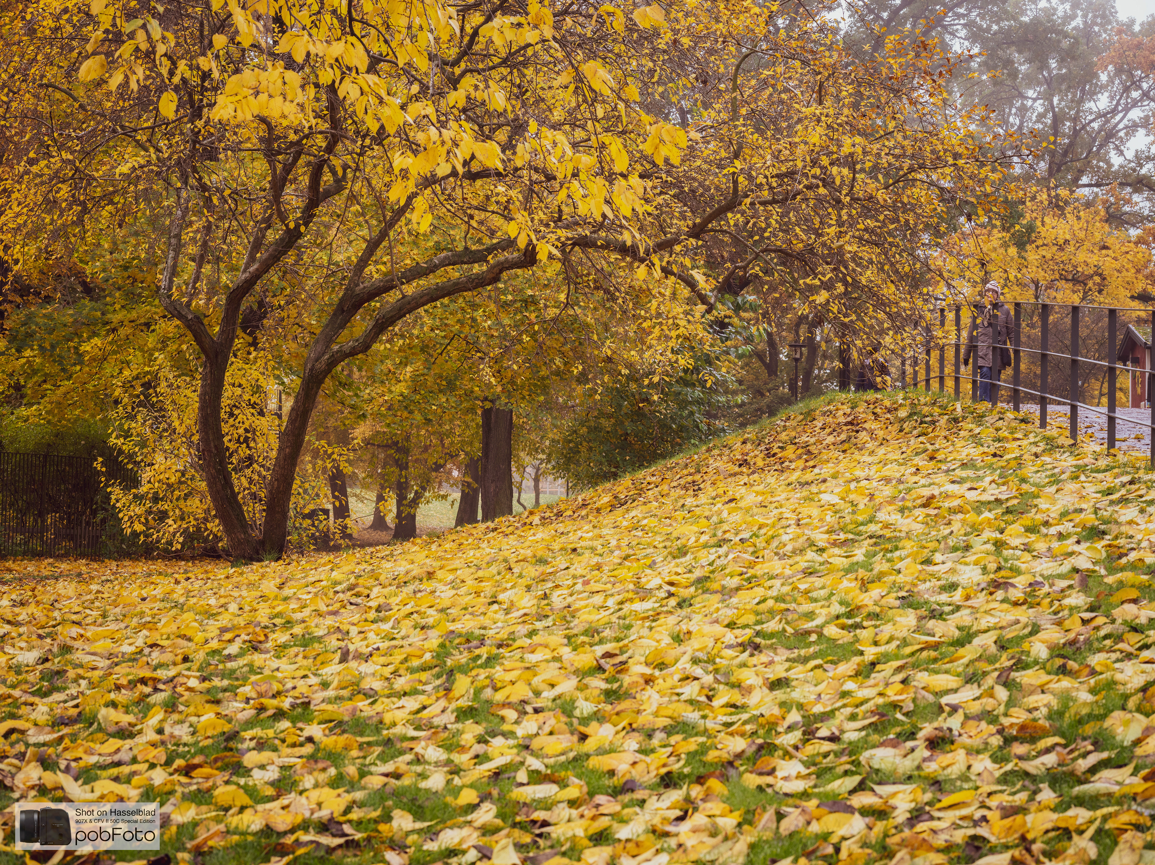 Vasaparken
