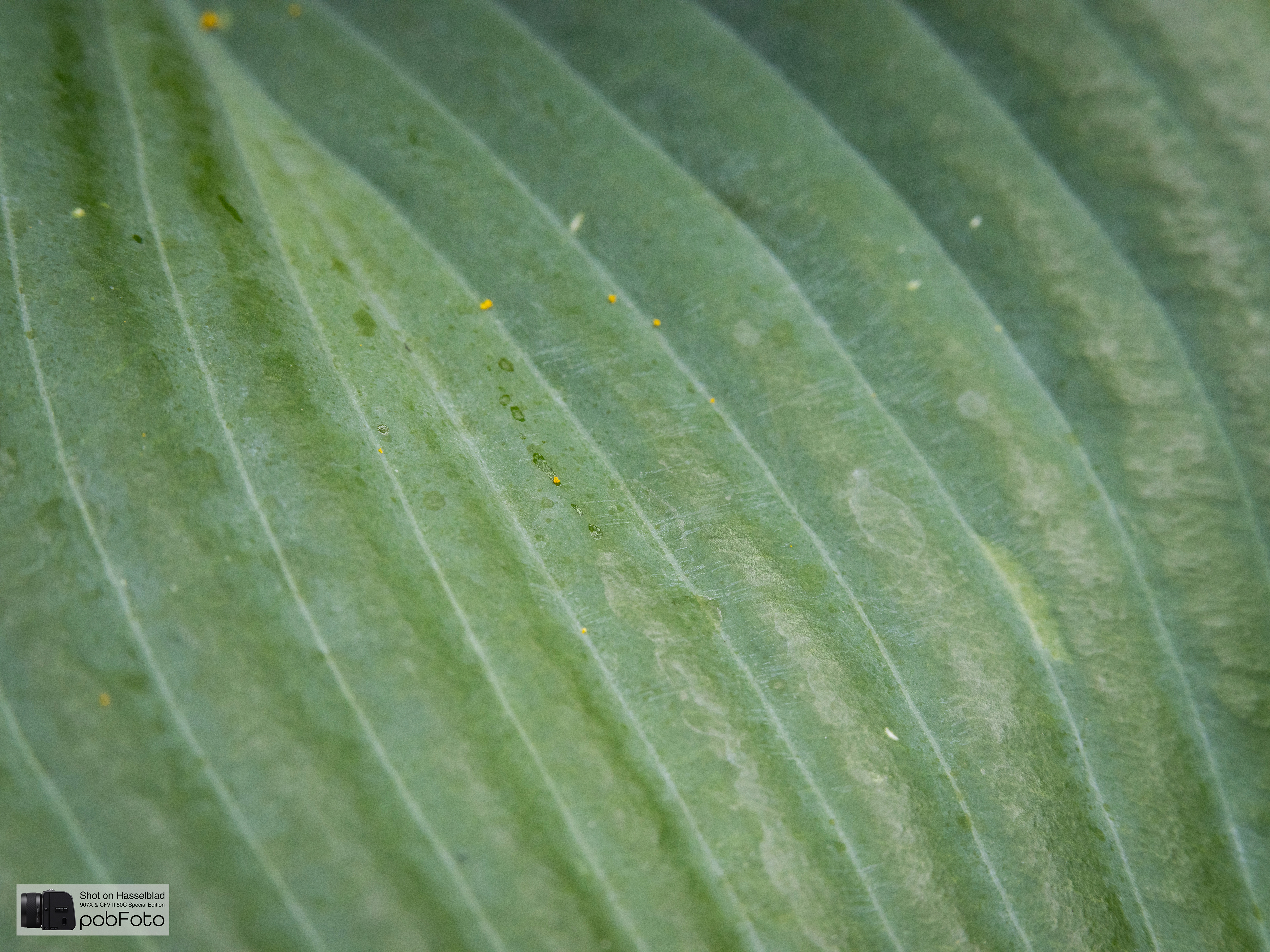 Hosta sieboldiana