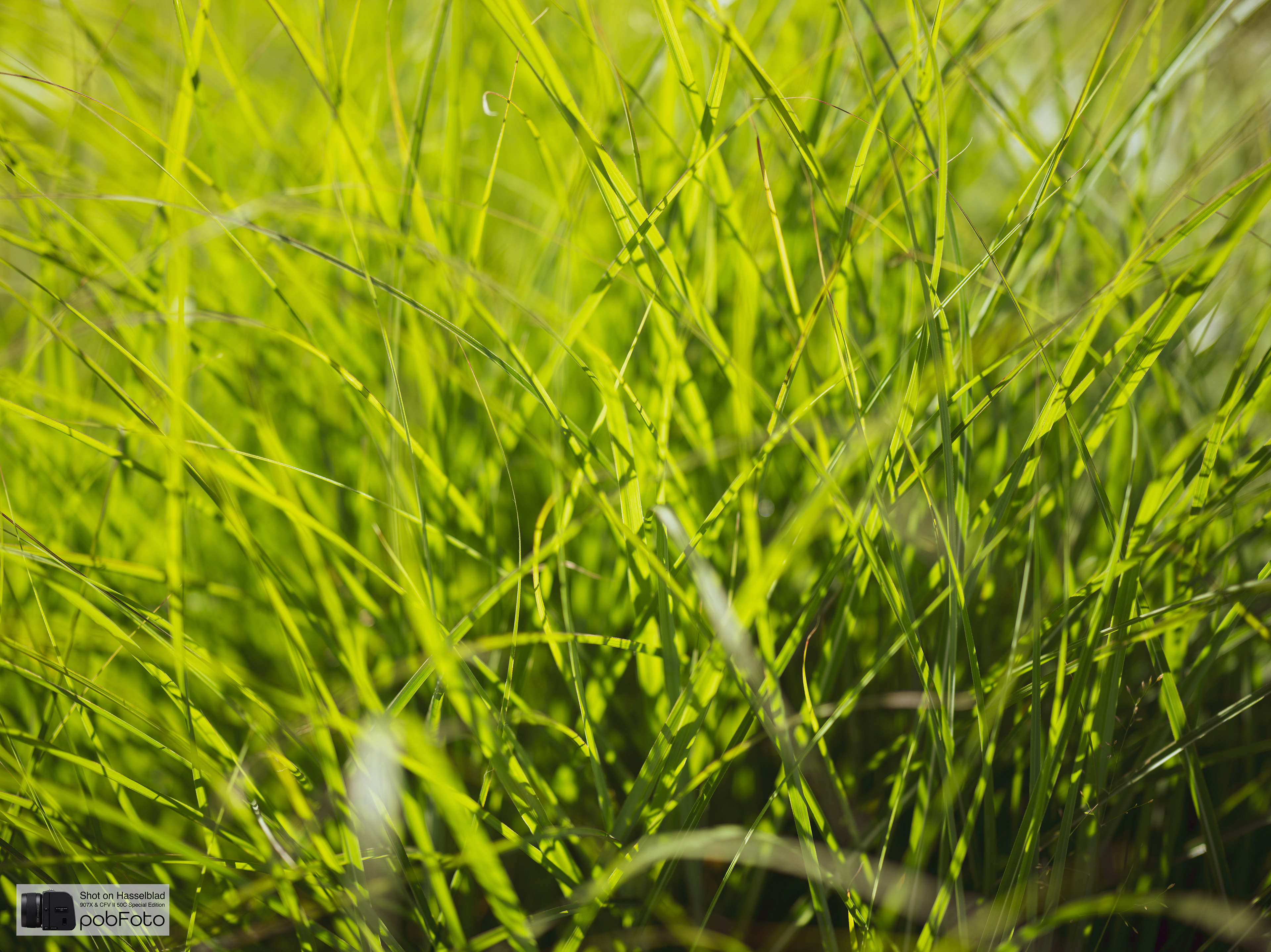 Miscanthus Sinensis