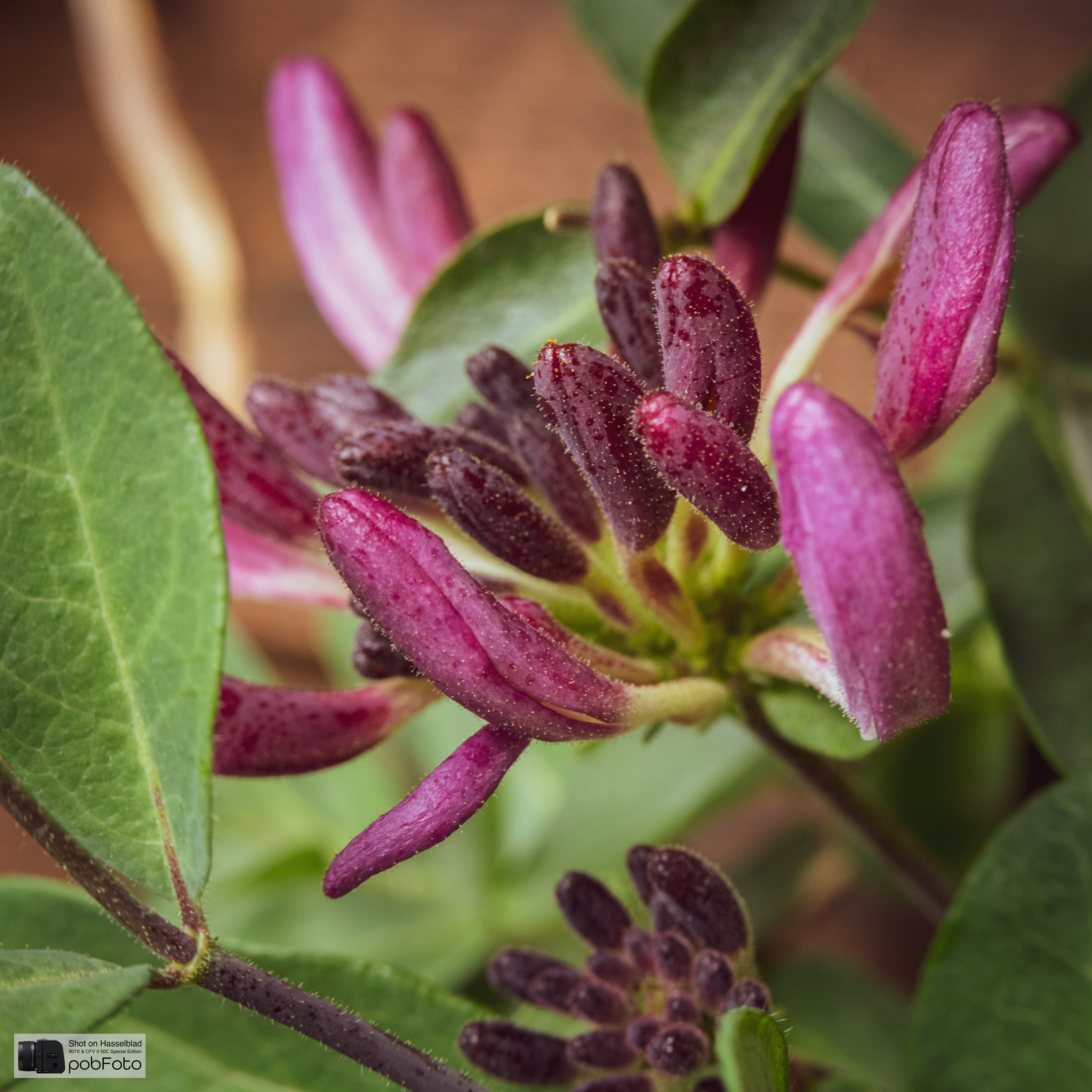Lonicera ’Chic & Choc’