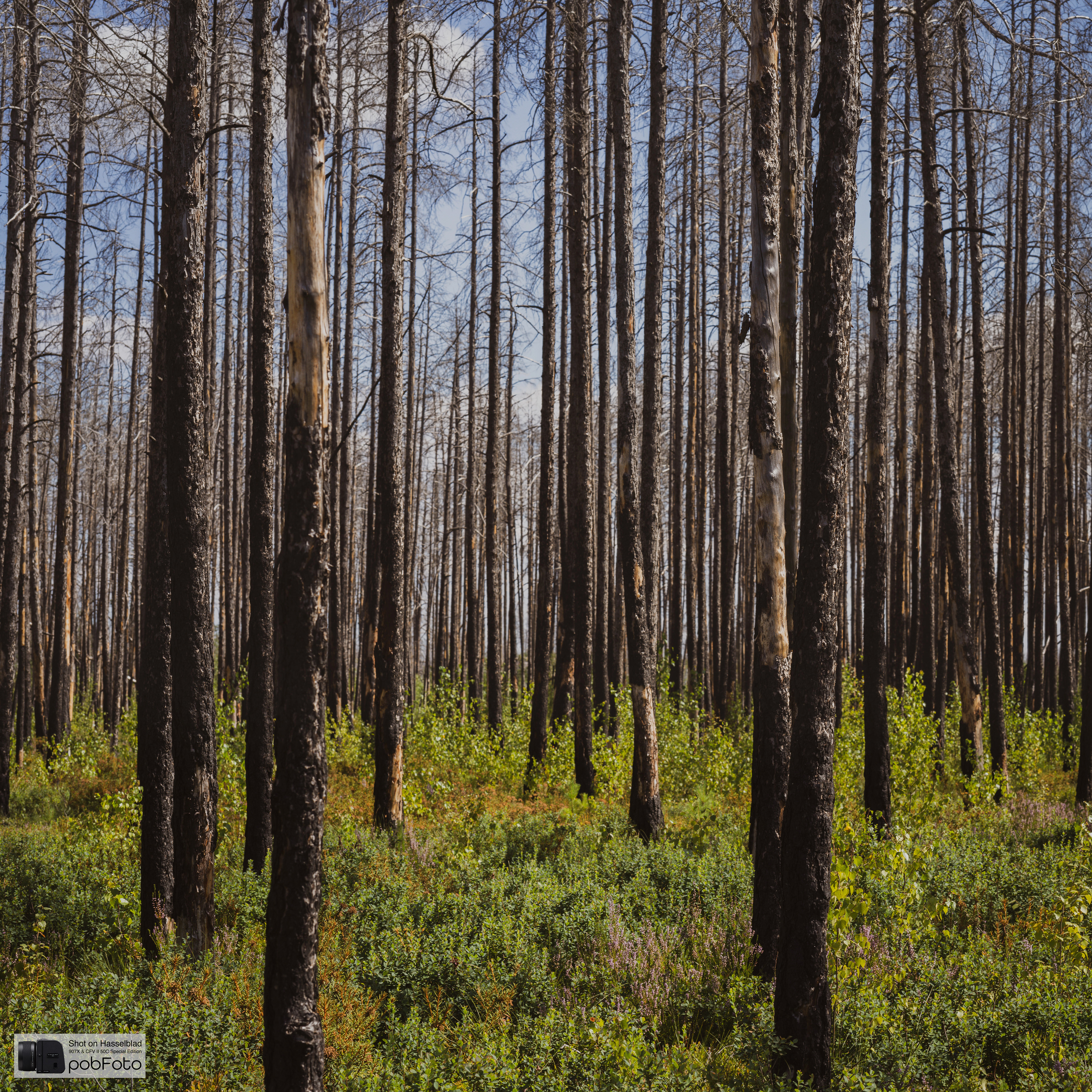 Hälleskogsbrännans Naturreservat