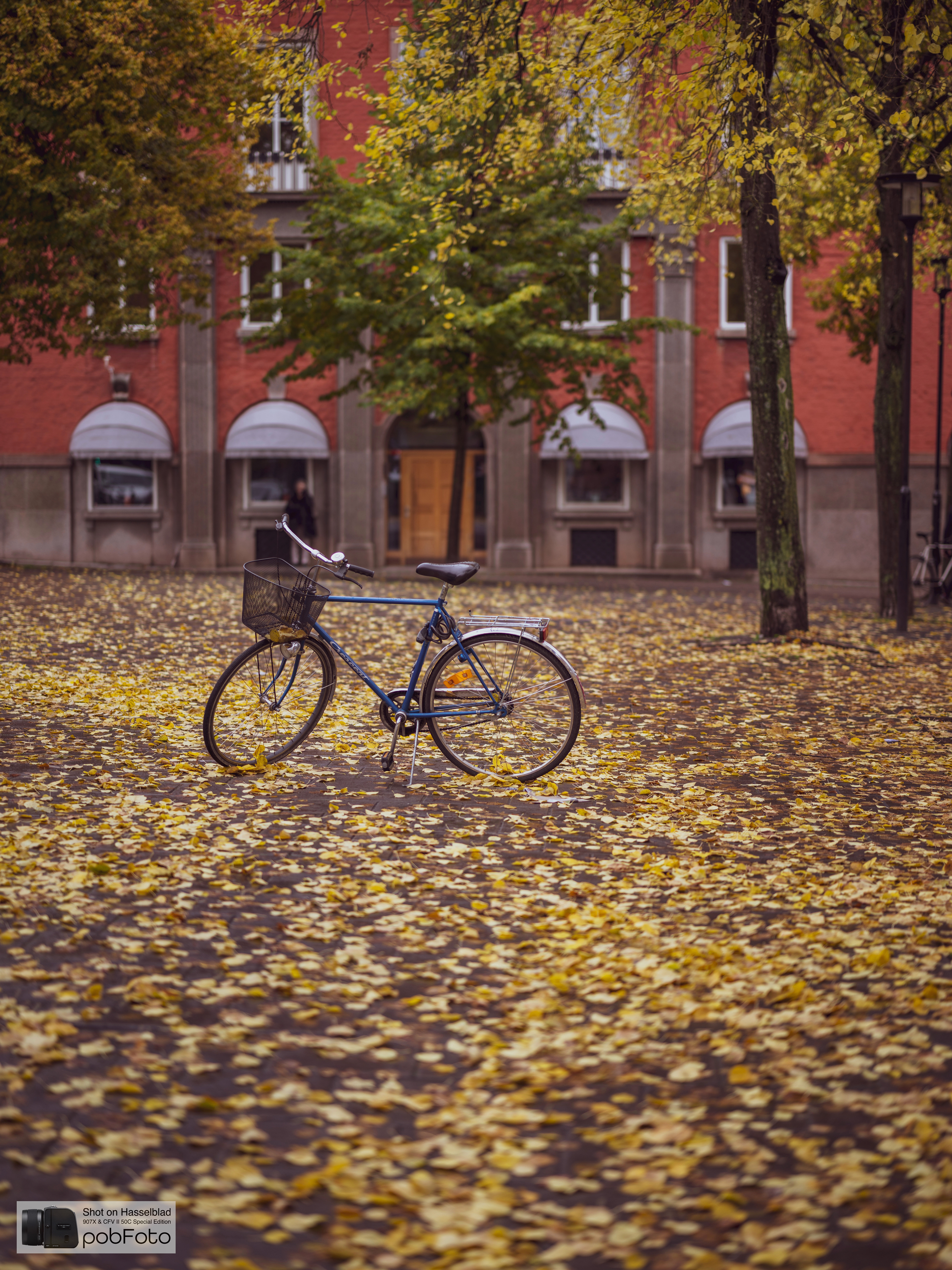 Autumn leaves