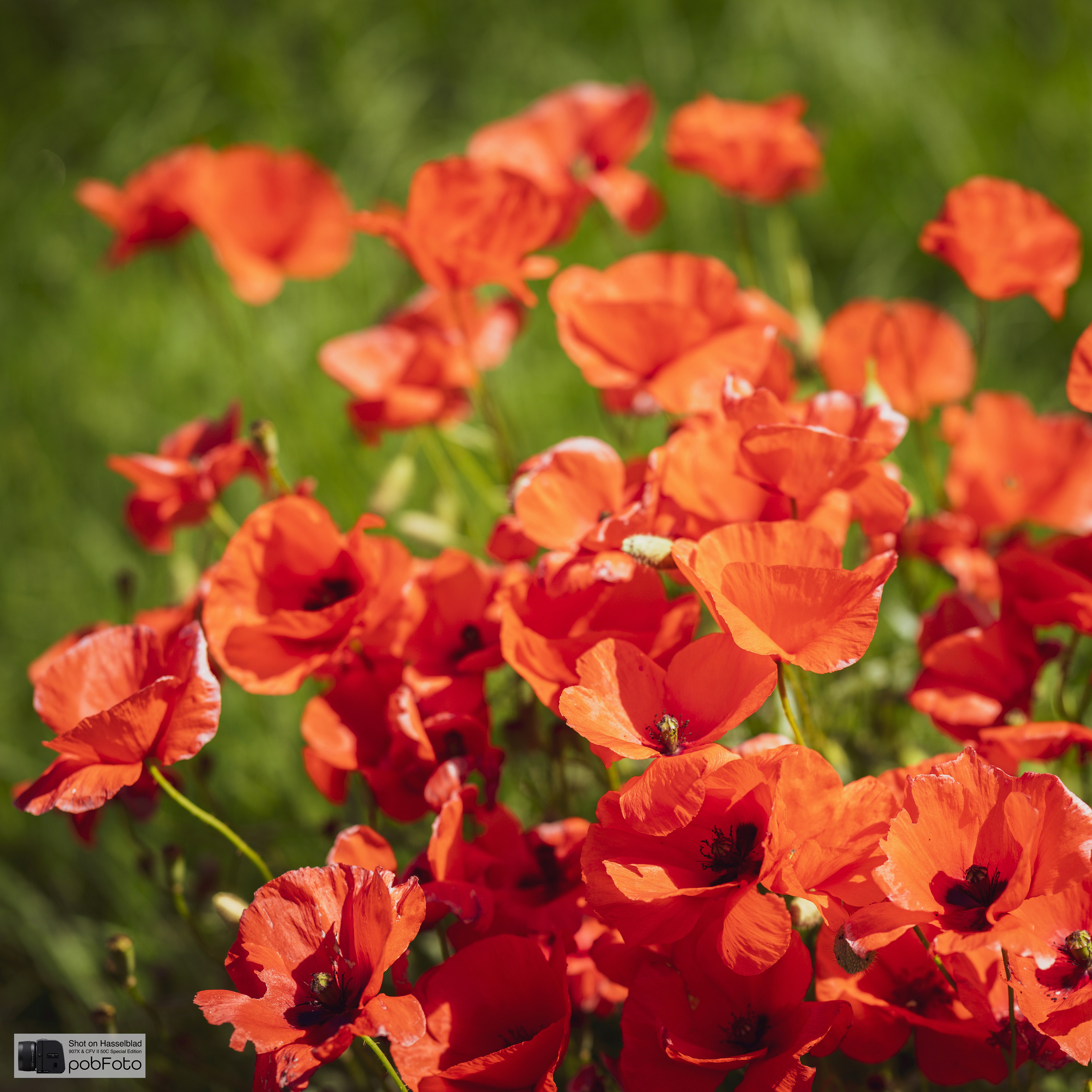 Poppy