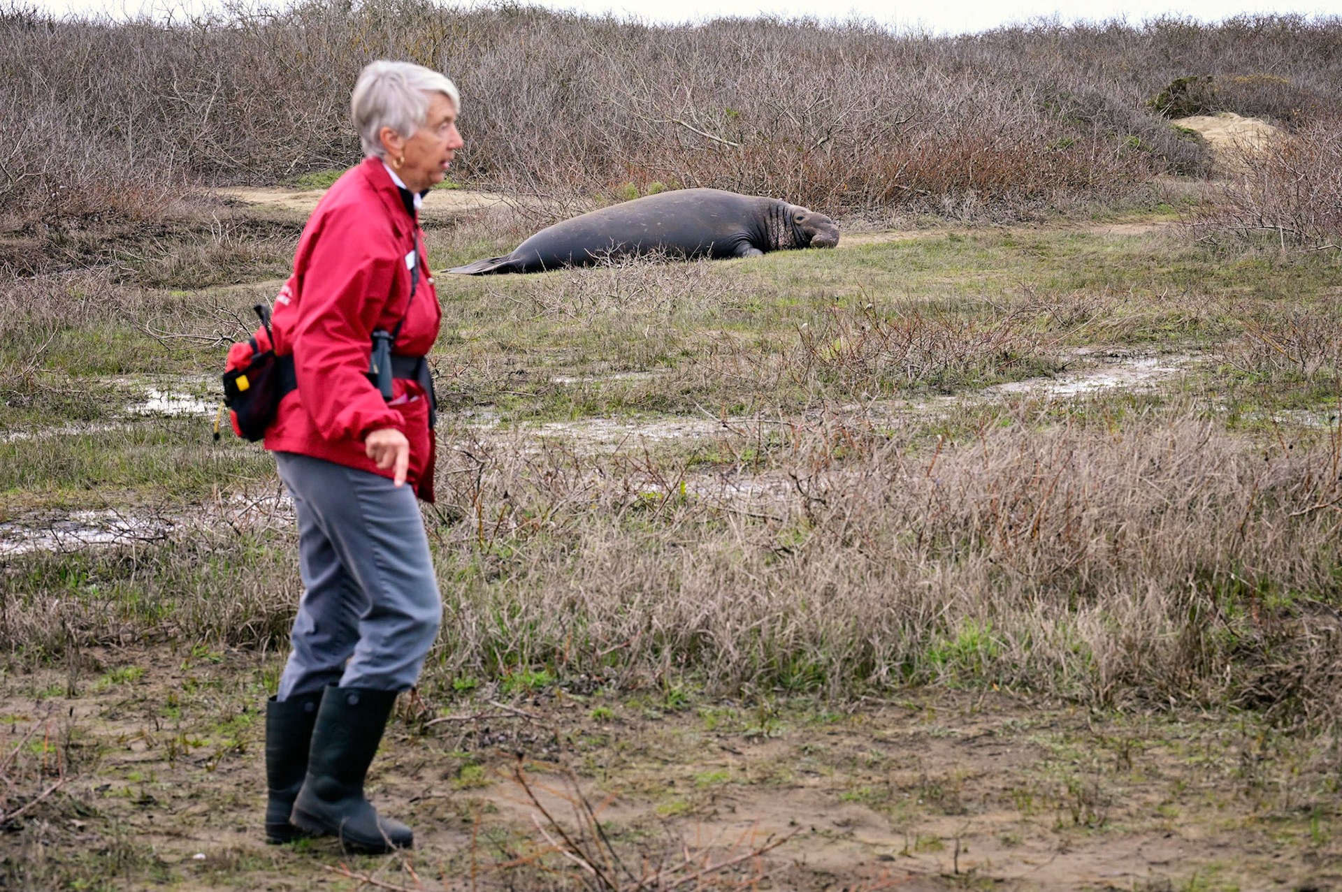 Our guide and a male Elephant Seal