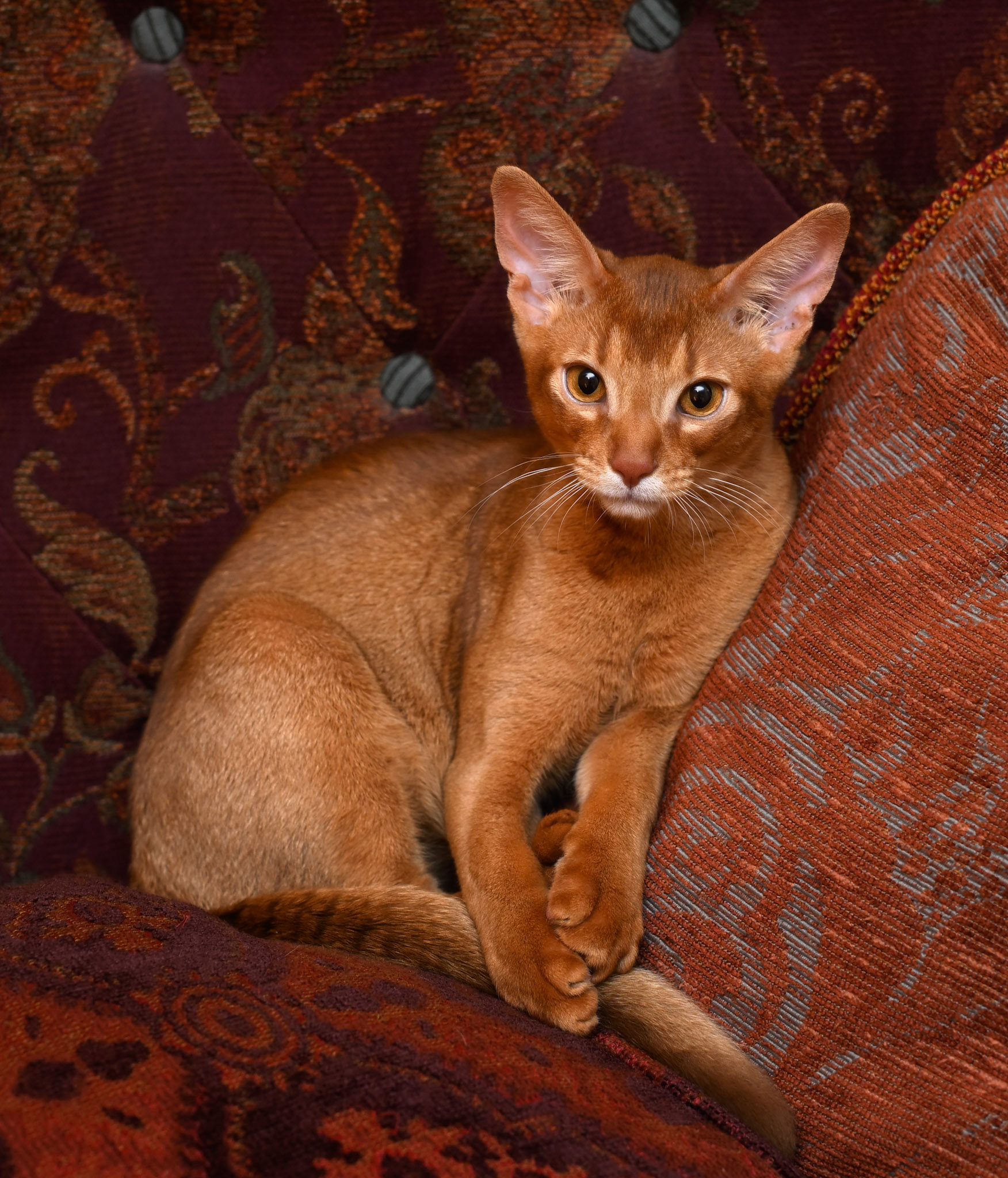 Fritz