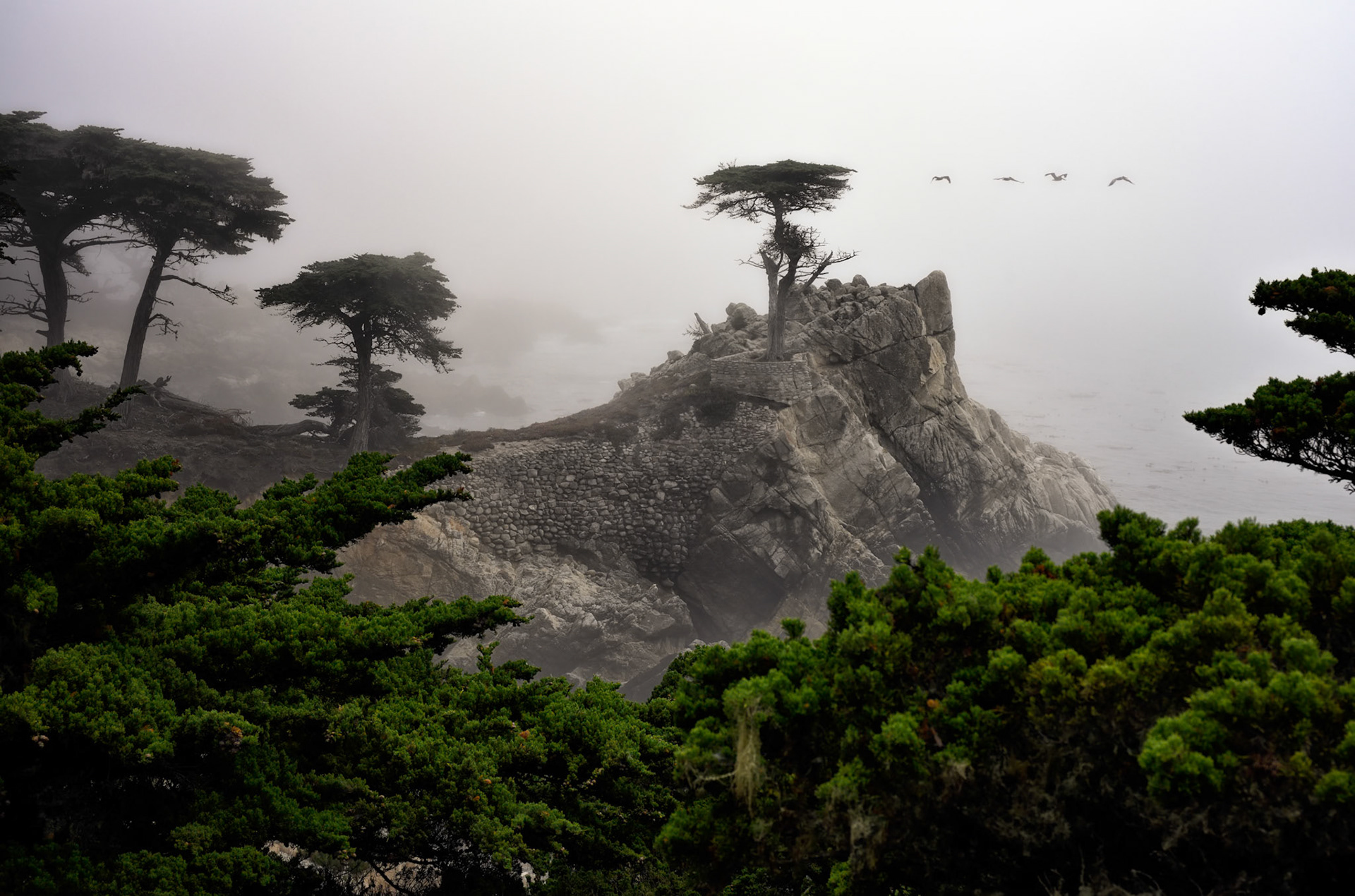 Mist envelopes the Lone Cypress at Pebble Beach