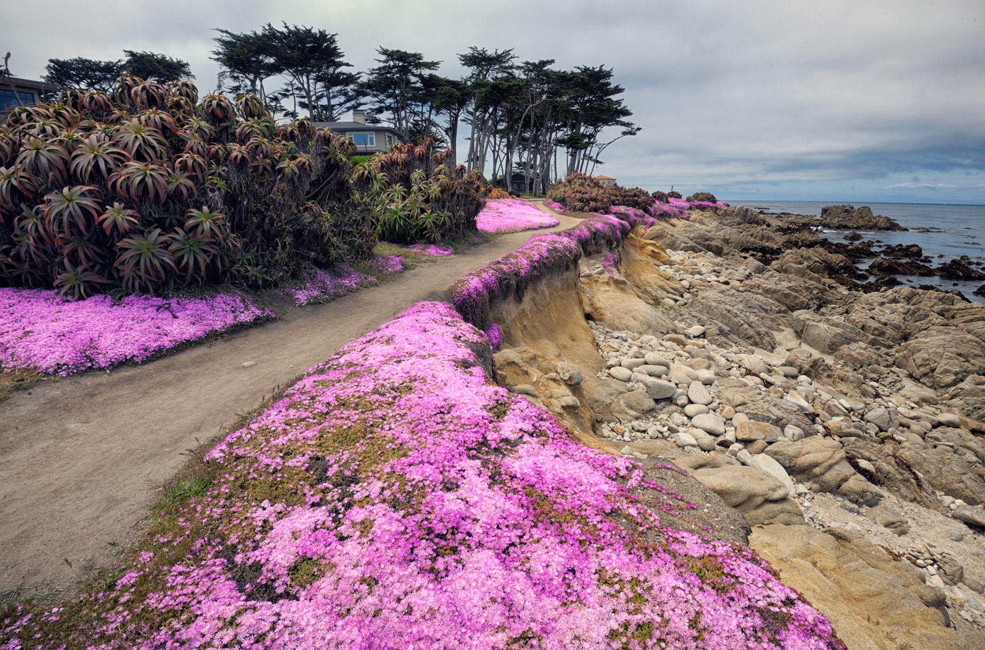 Magic Carpet in Pacific Grove