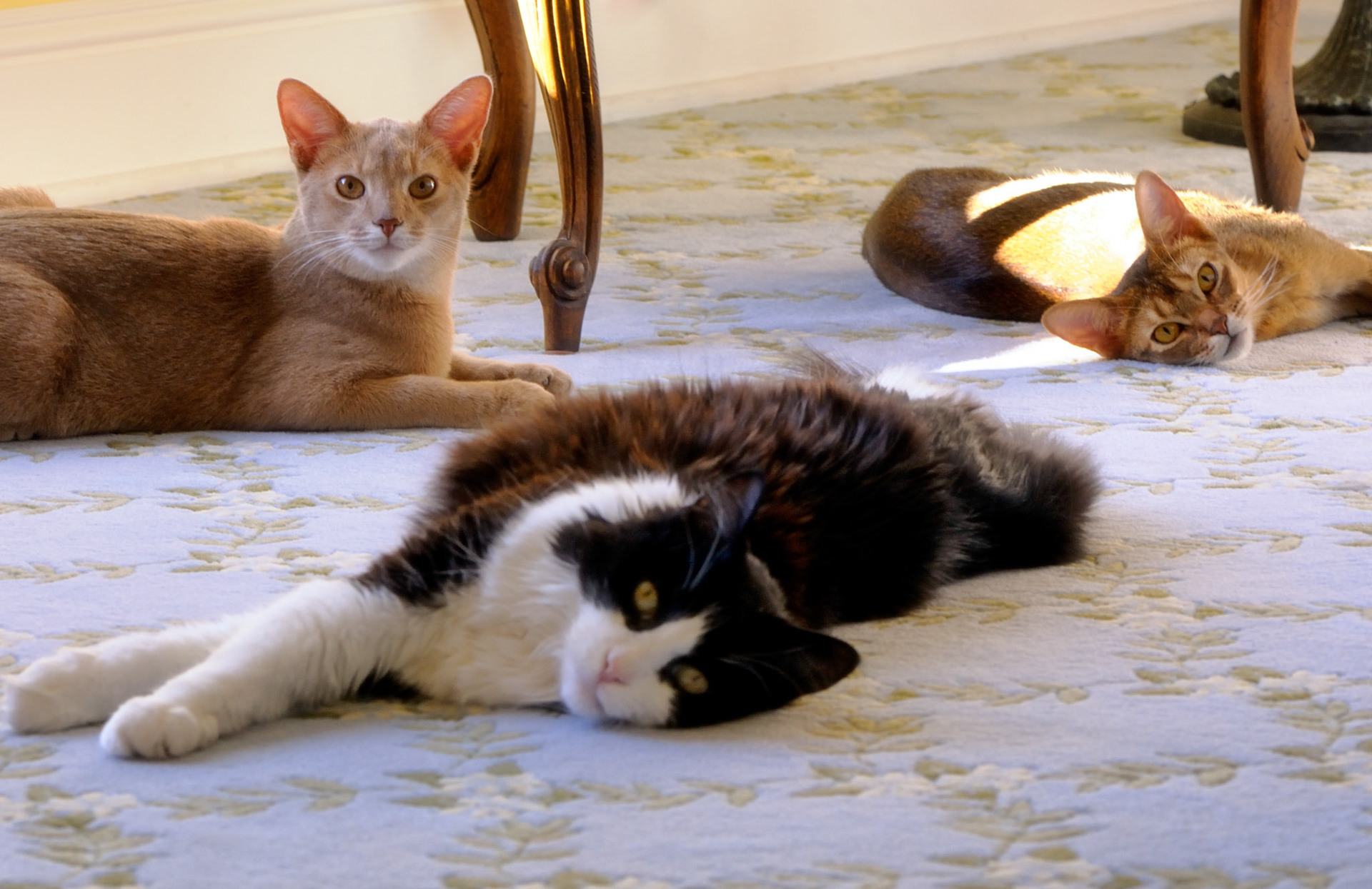 Jazz, Sissy and Zulu