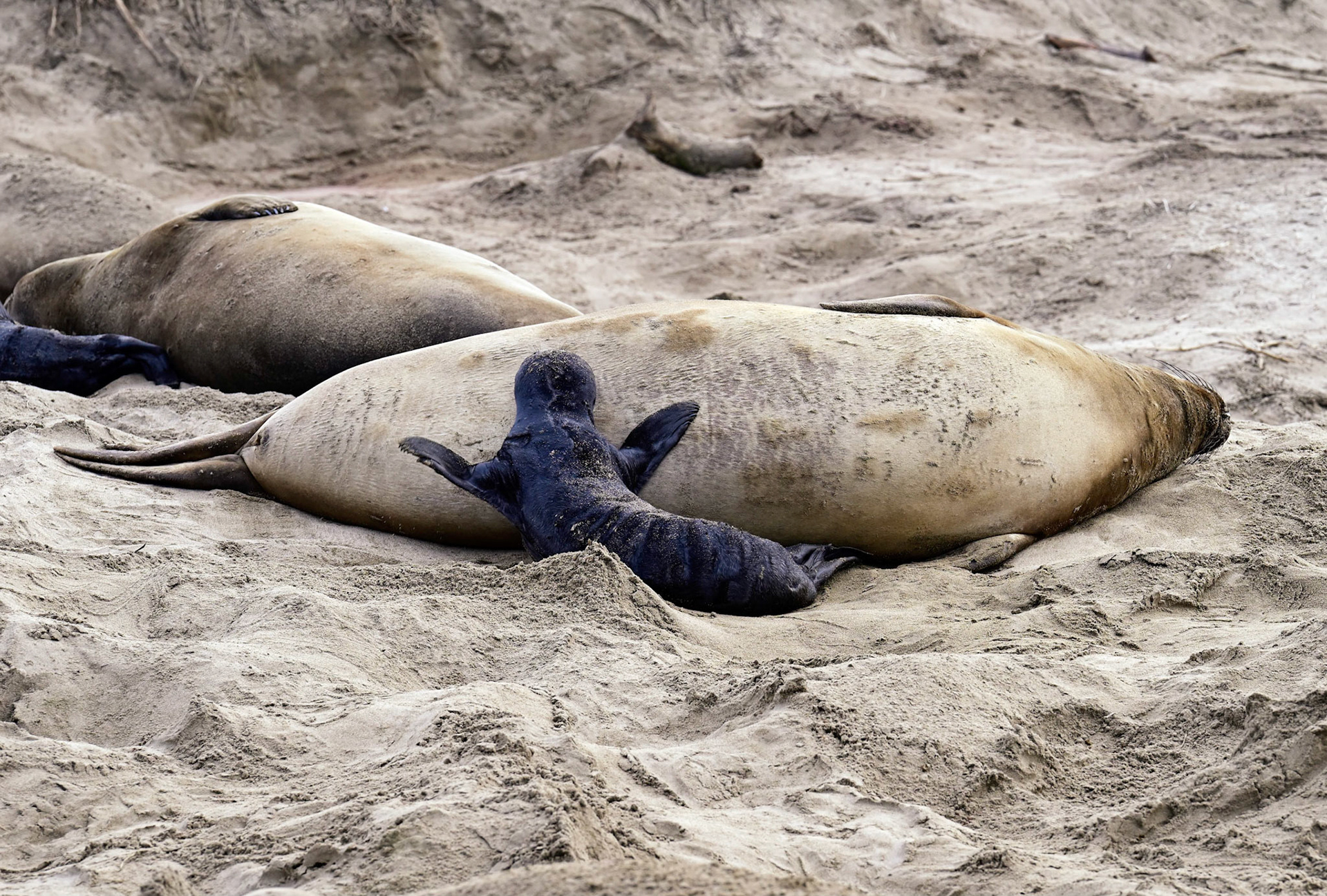 Breeding Elephant Seals with their pups