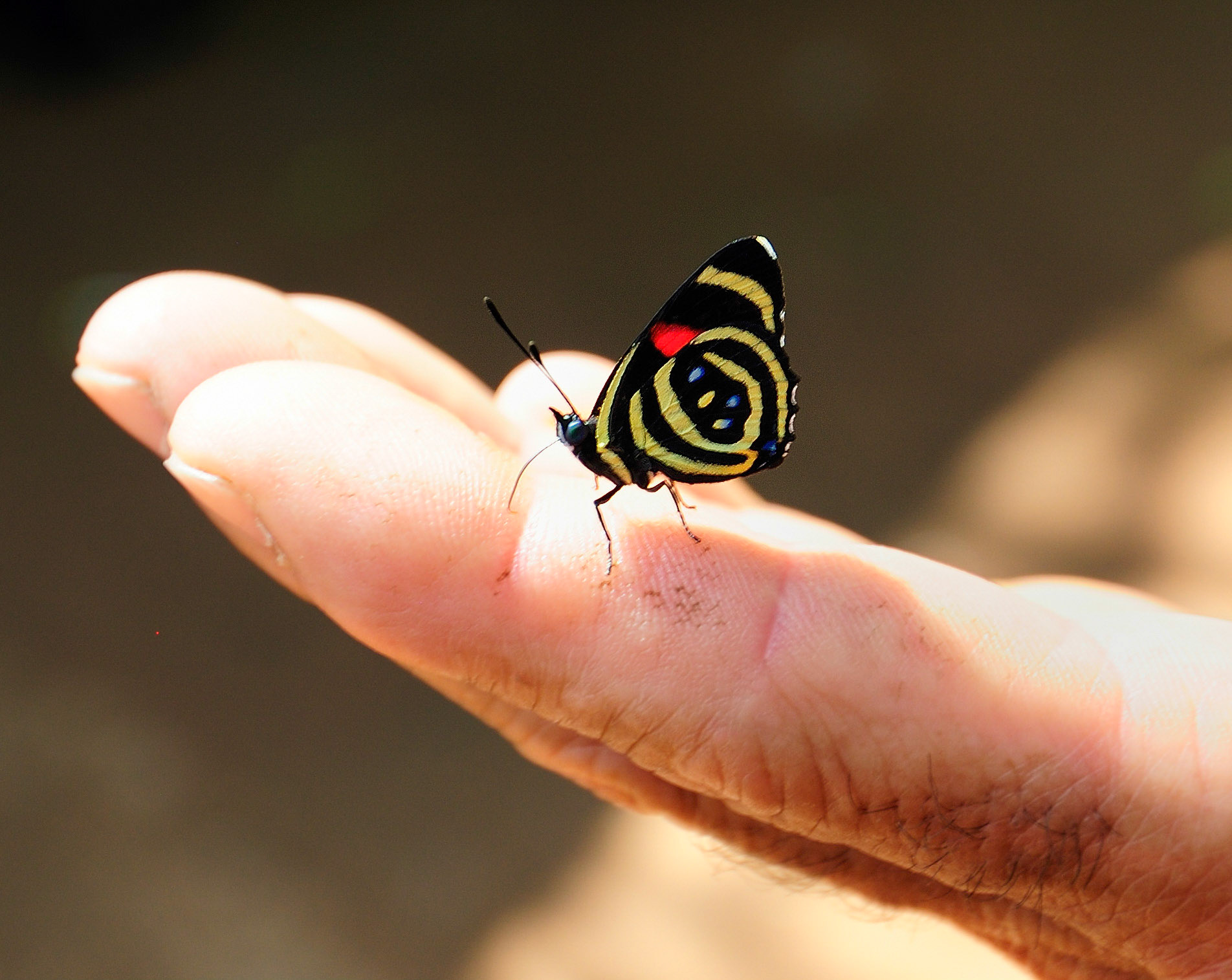 Butterfly at Iguazu Falls