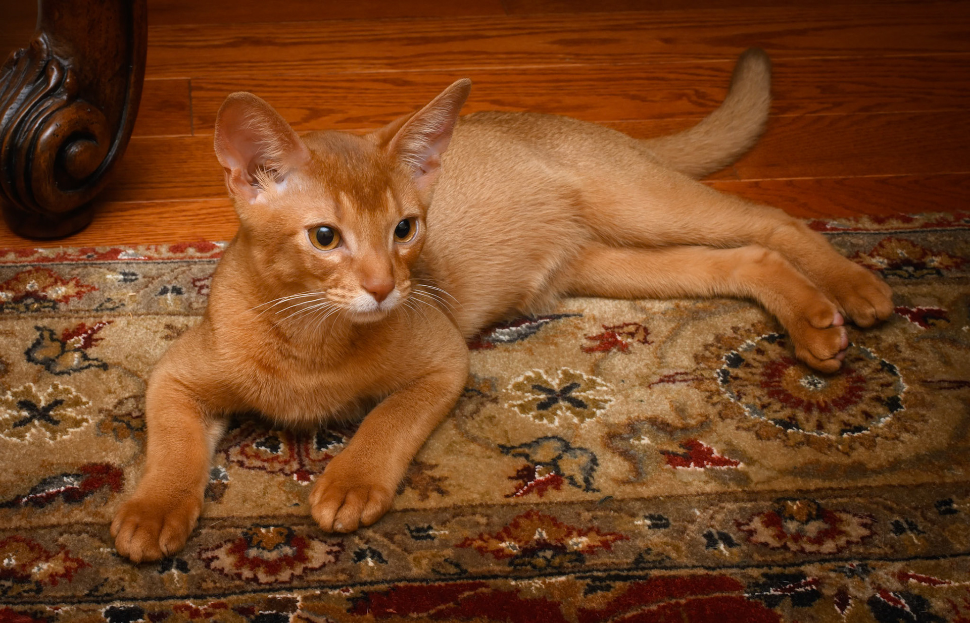 Fritz