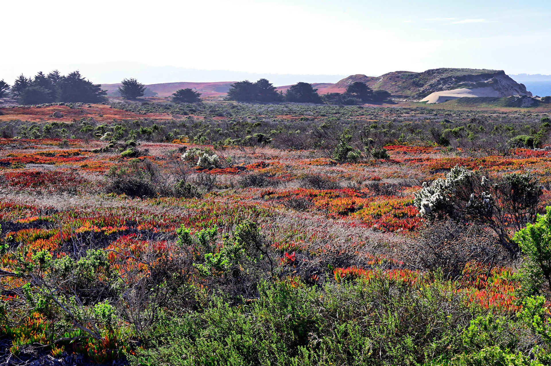 Fort Ord Dunes State Park