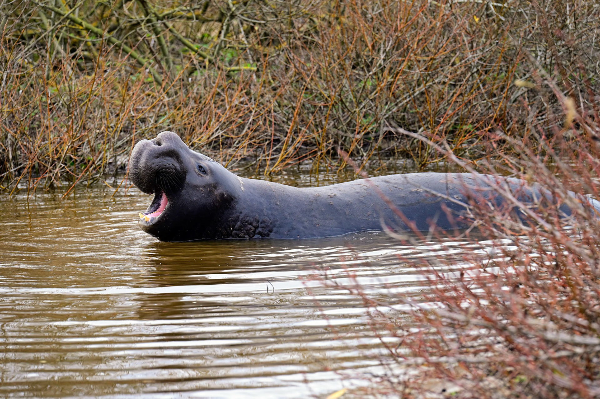 Elephant Seal