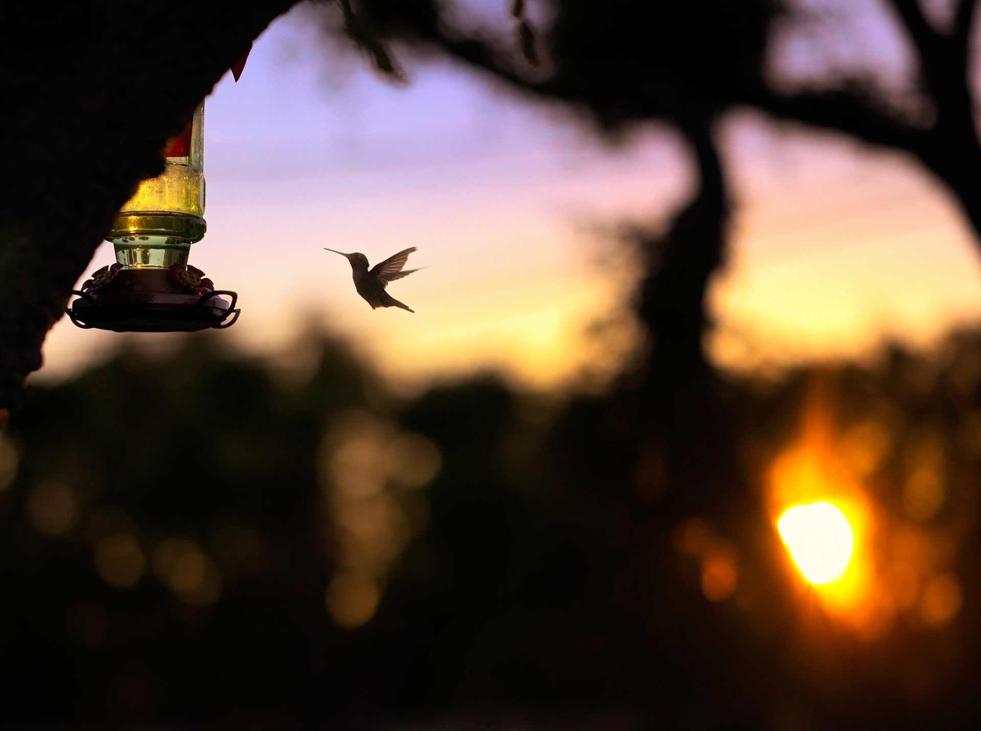 Hummingbird at Sunset