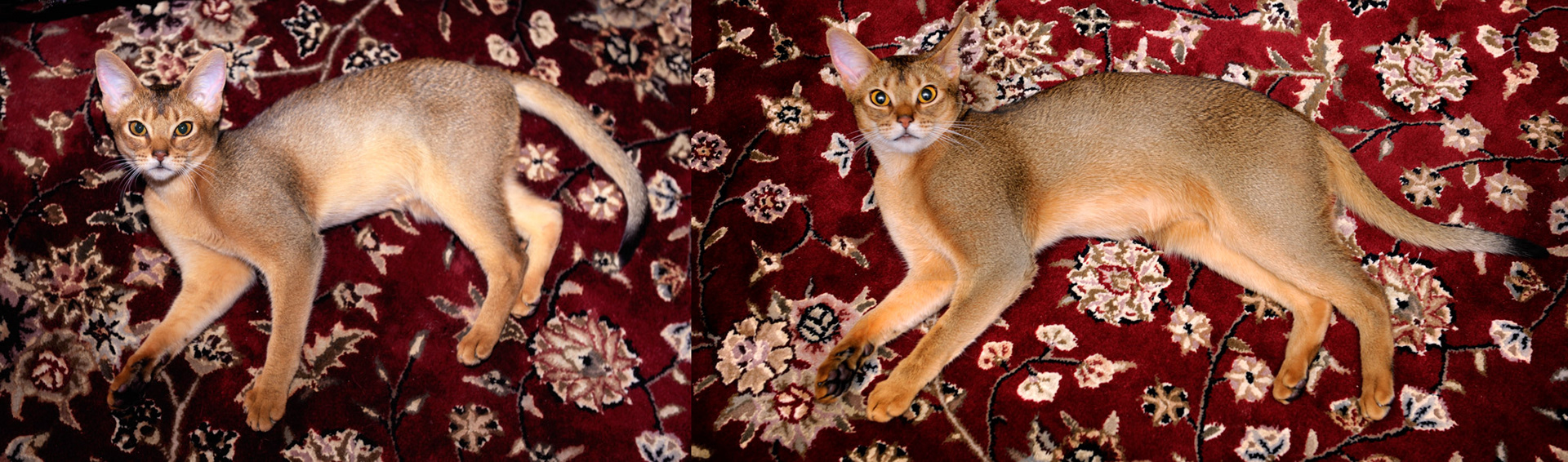 Zulu at 6 months and one year