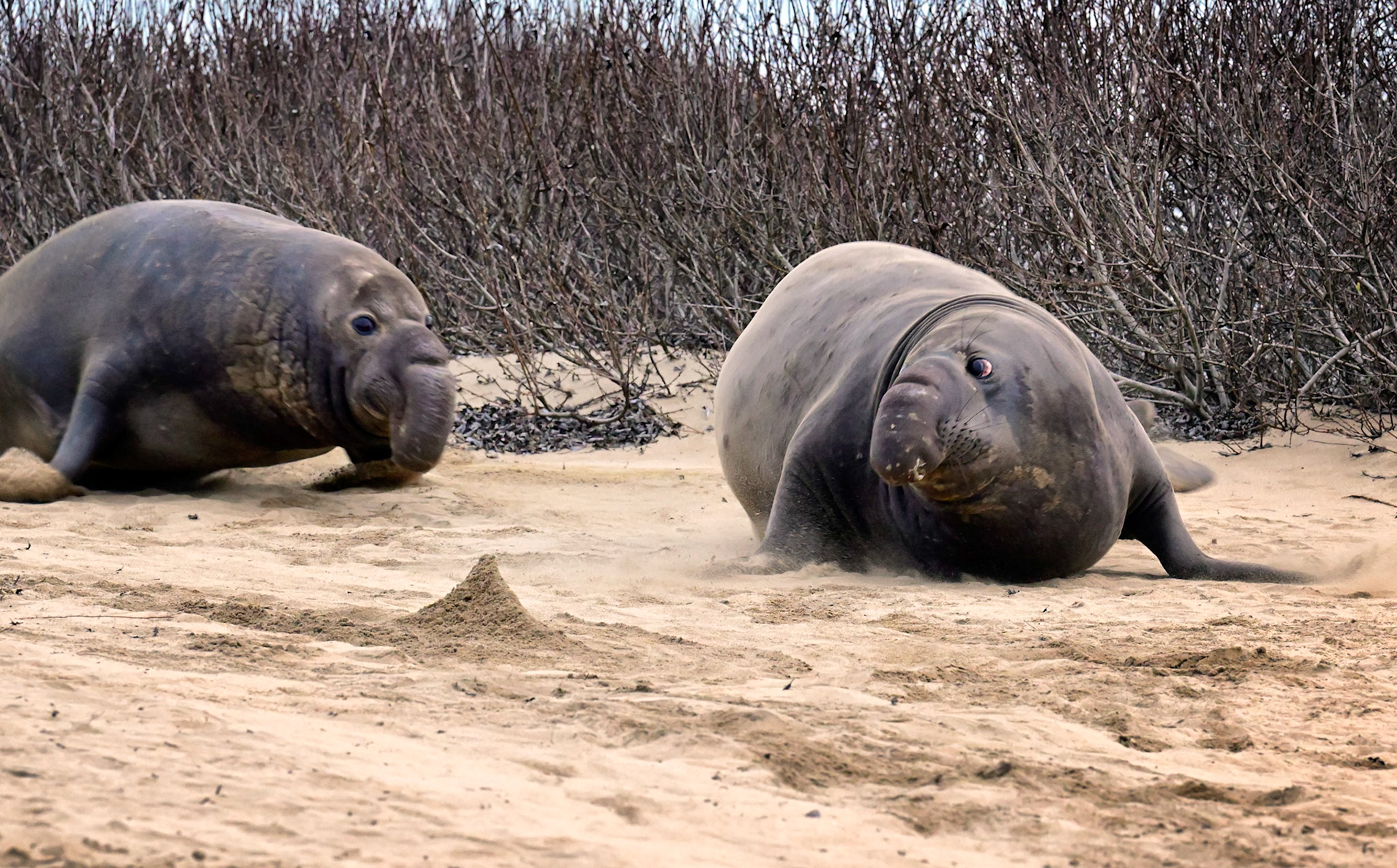 The chase is on. These creatures can move fast when fighting.