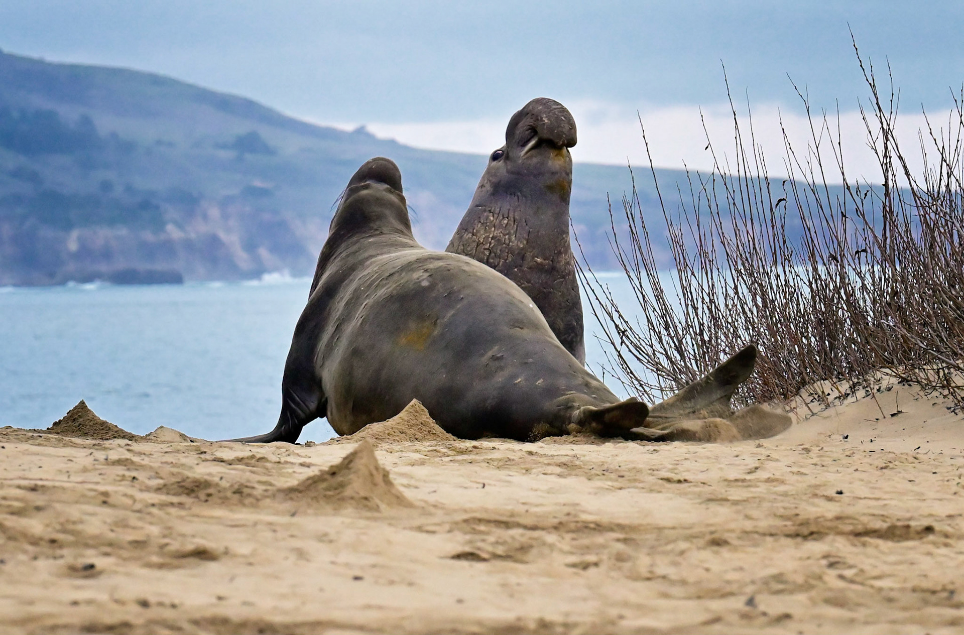 Bull Elephant Seals engaging is a battle. These males are huge, and grow to be fourteen to sixteen feet long, weighing up to 2 1/2 tons