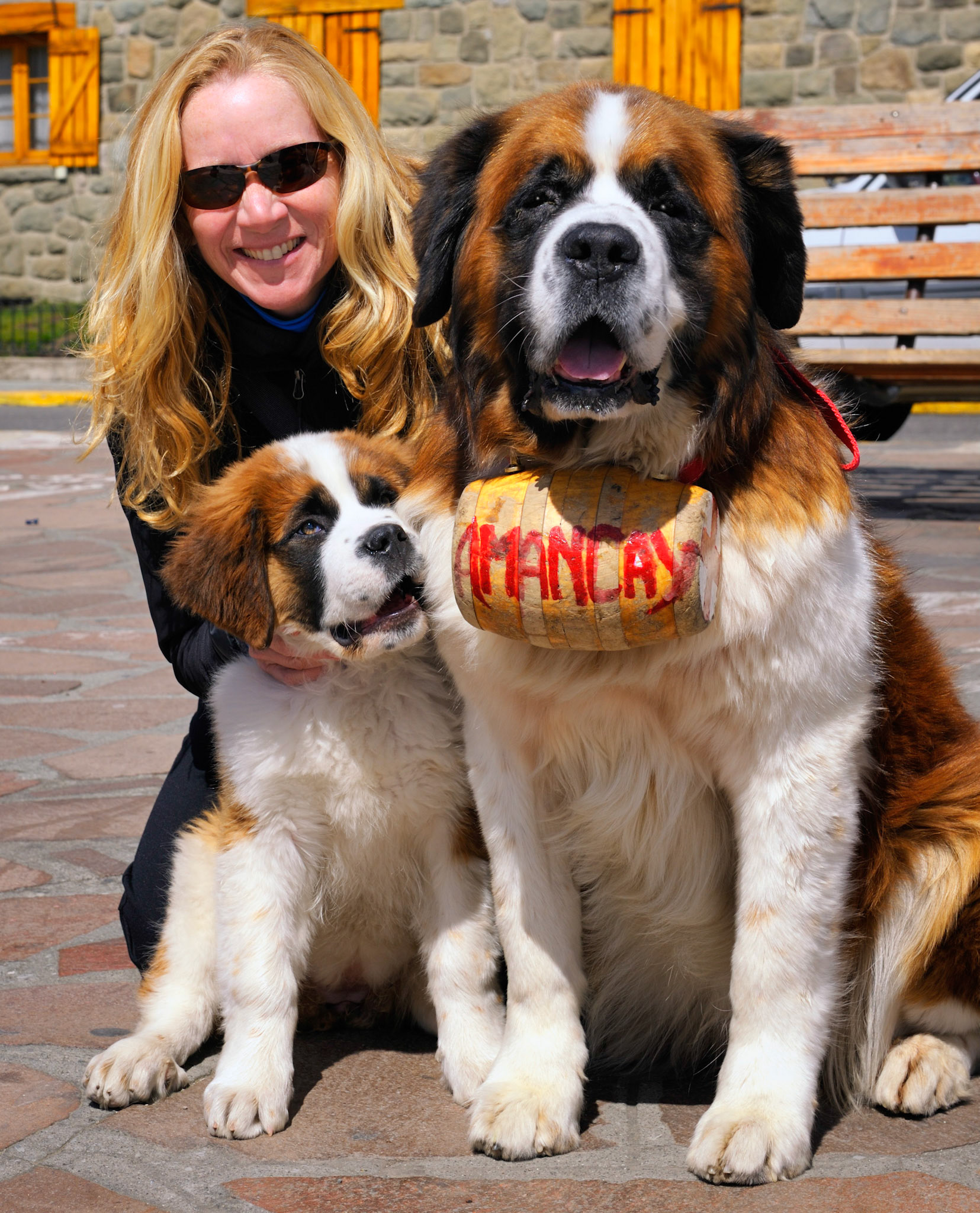 Saint Bernards in Bariloche
