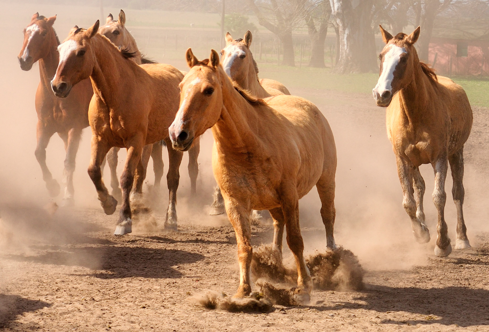 Horses at Gaucho ranch