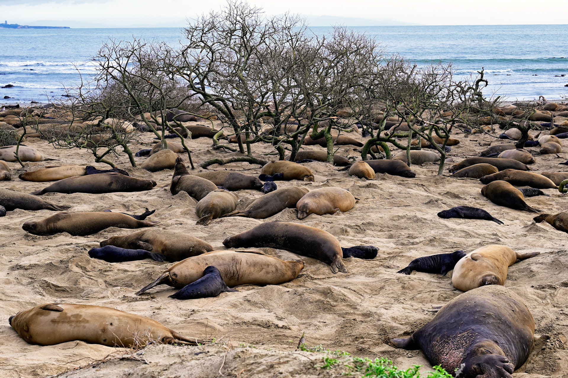 Breeding season for Elephant Seals