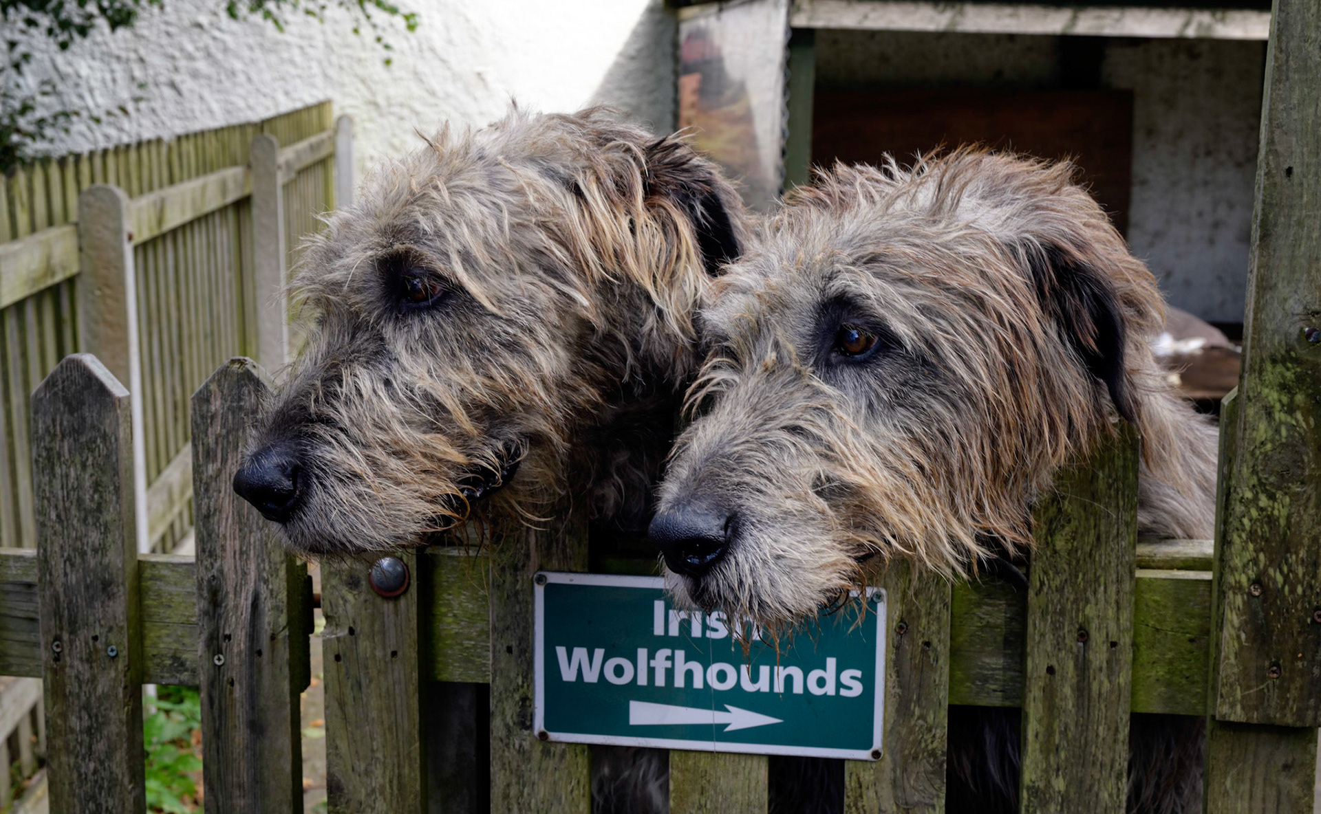 Irish Wofhounds