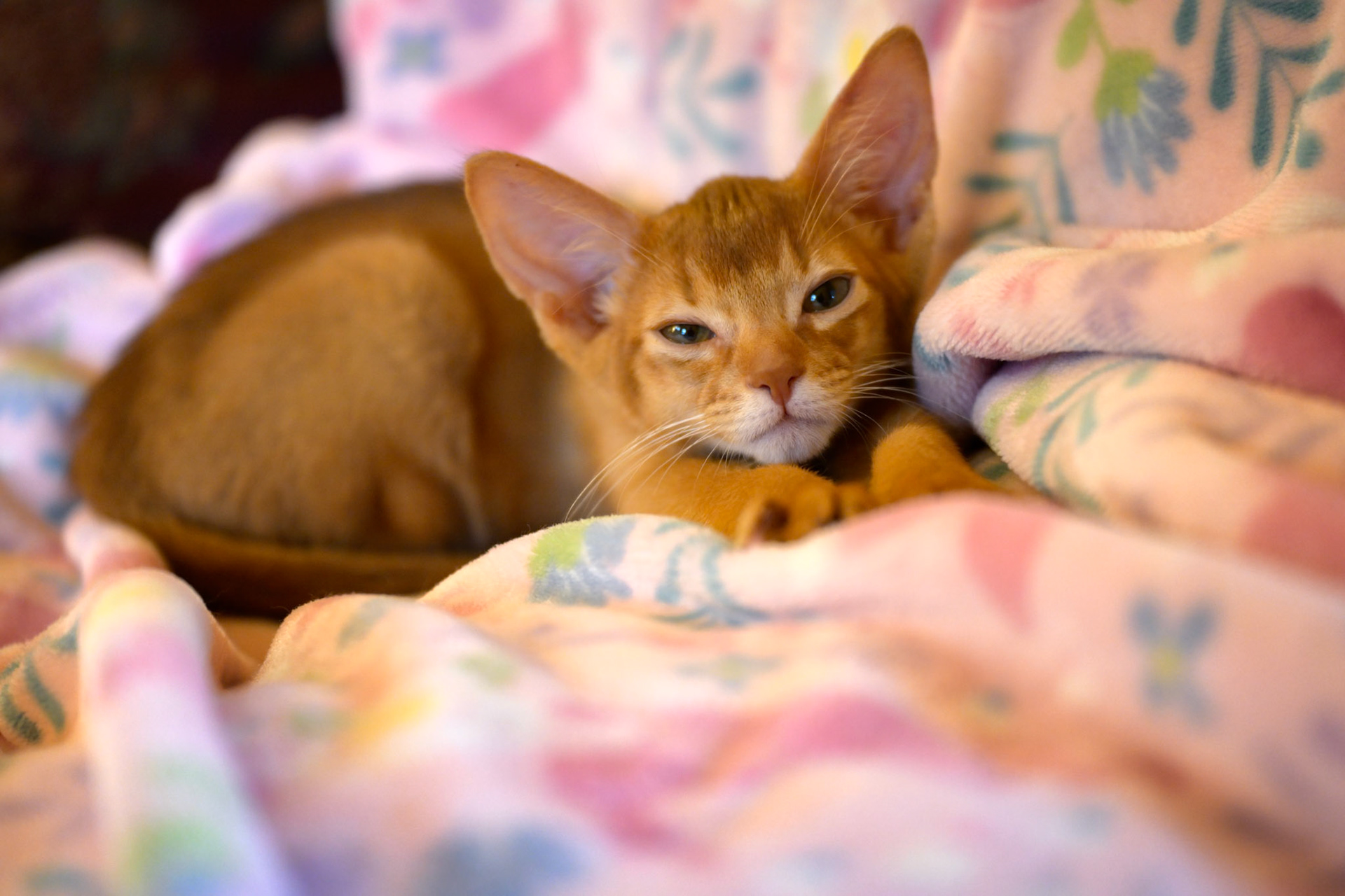 Fritz