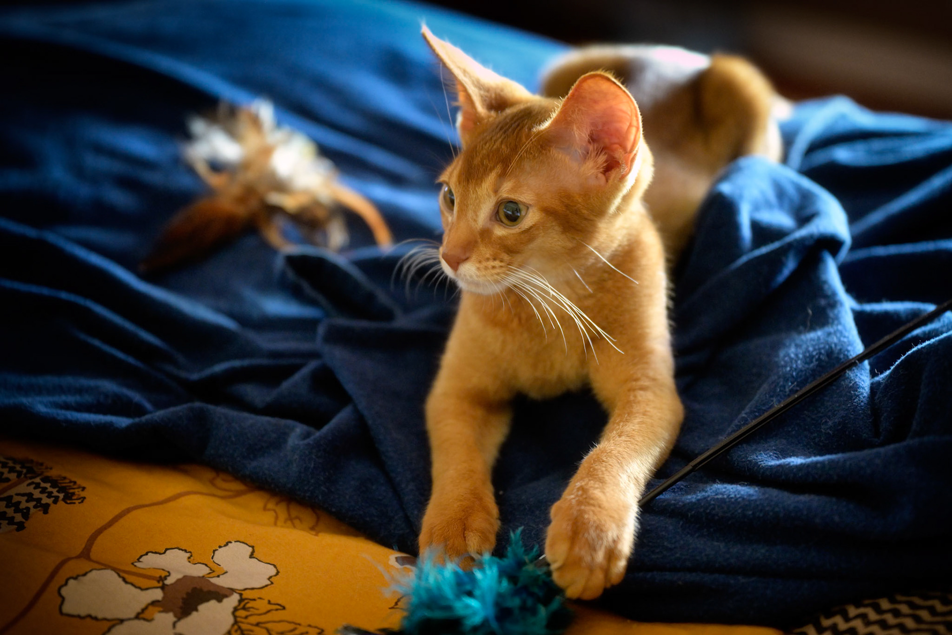 Fritz