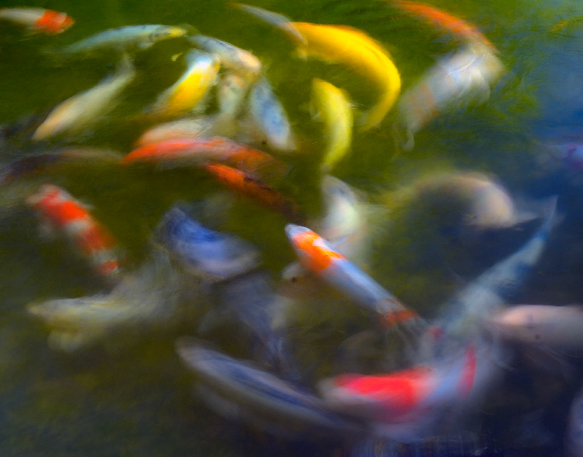 Koi in Hakone Gardens