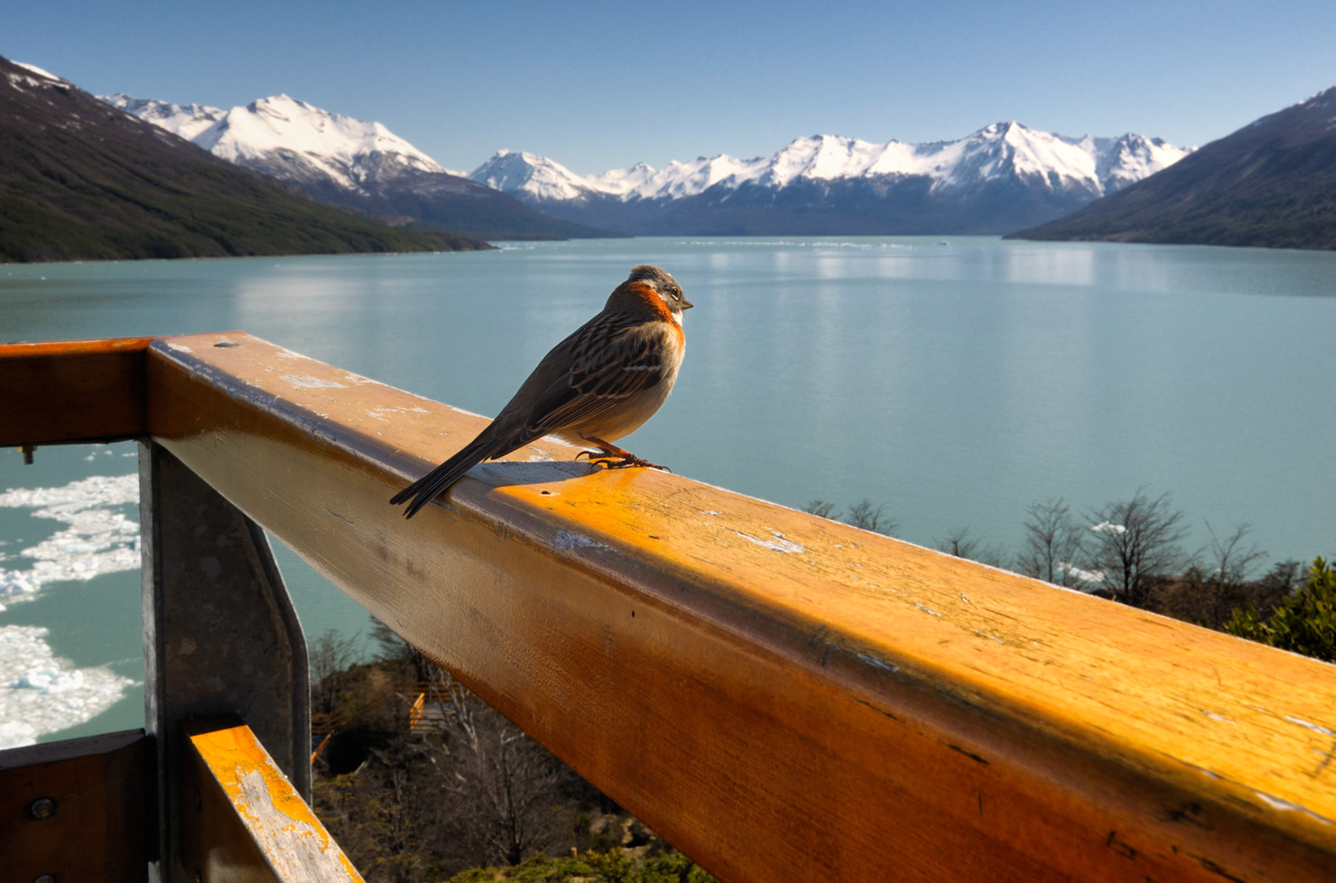 Birdseye view of Perito Moreno