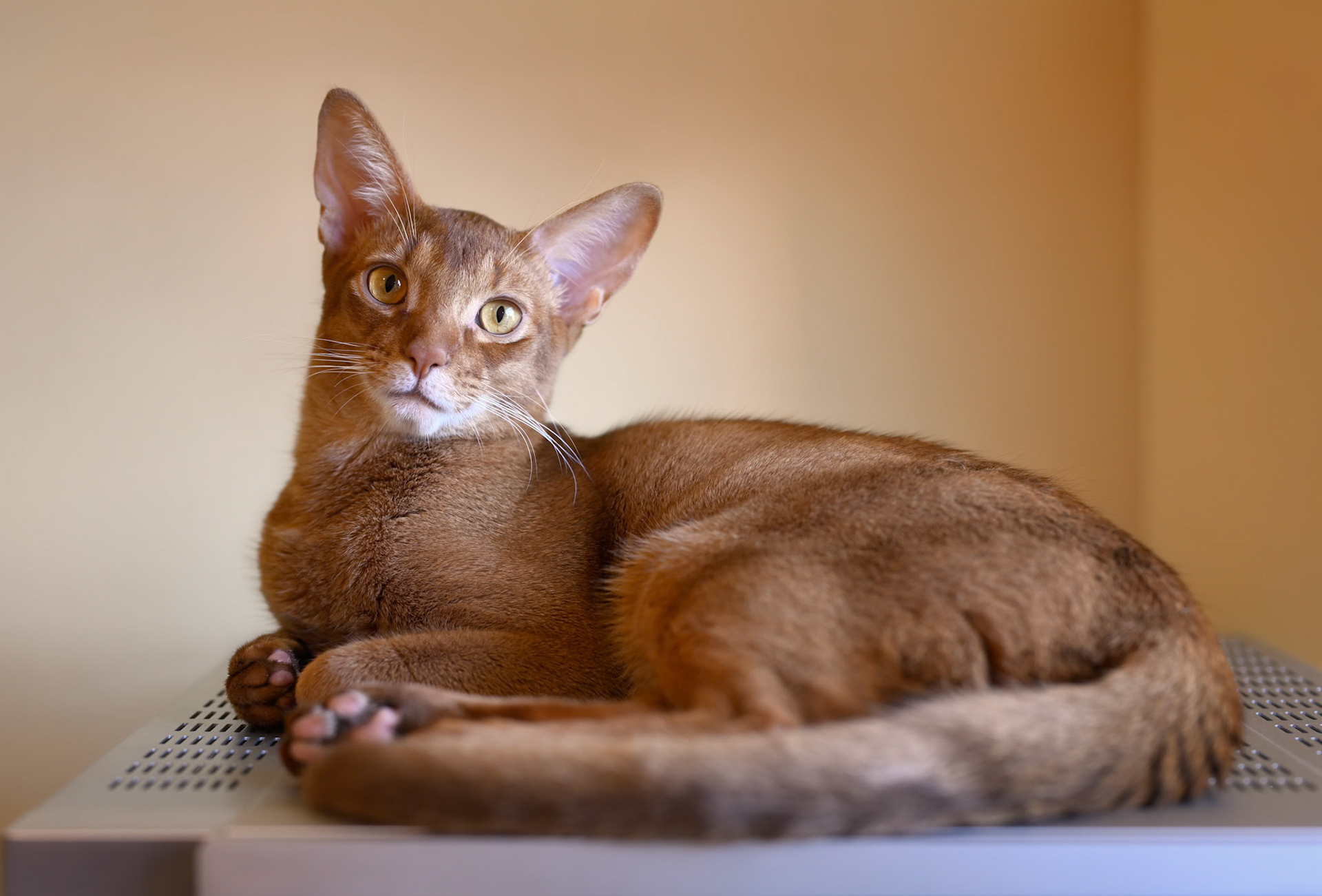 Fritz at 7 months old