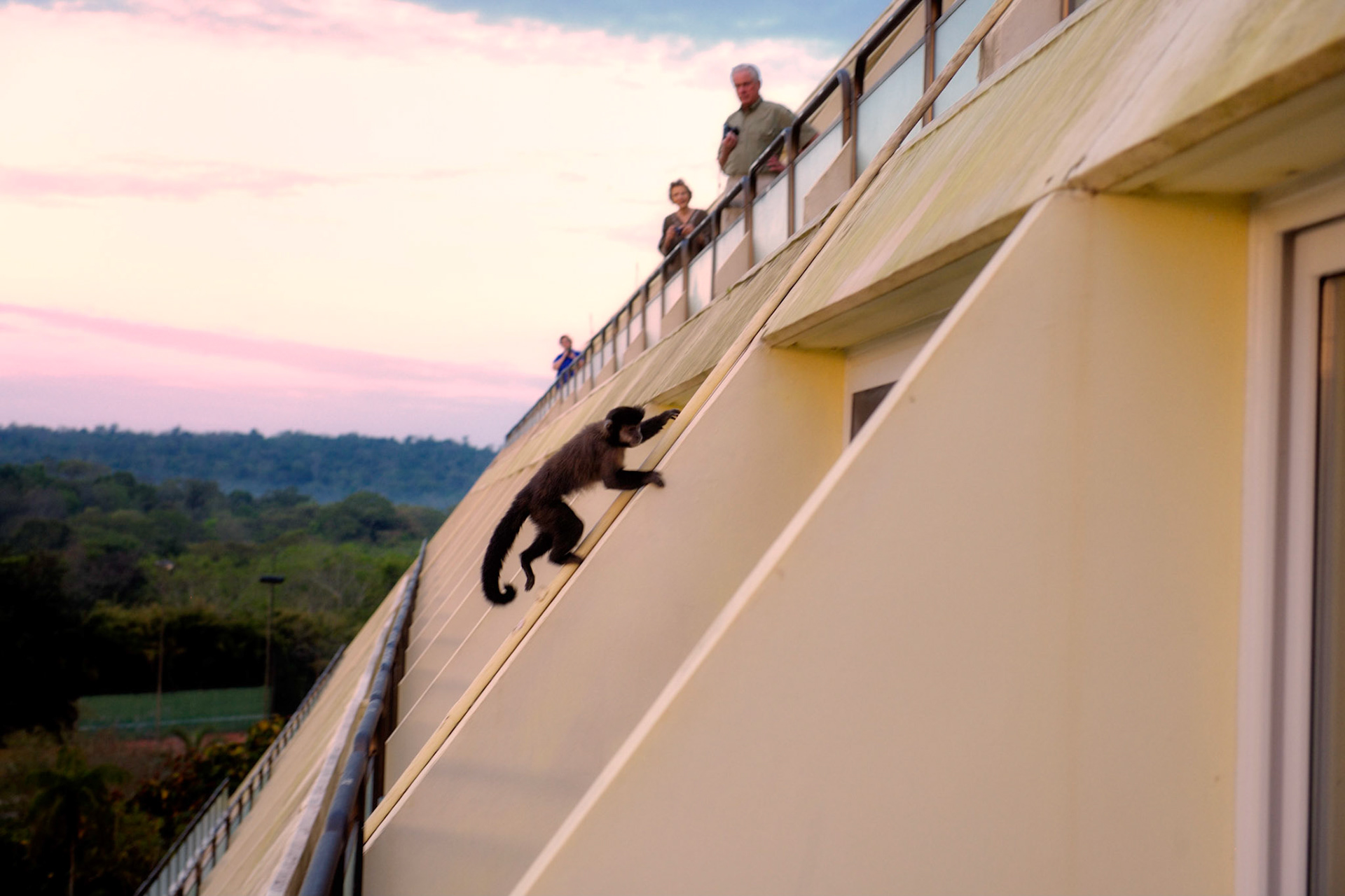 Monkey seeks room service leftovers on the balconies of the Sheraton Iguazu Falls