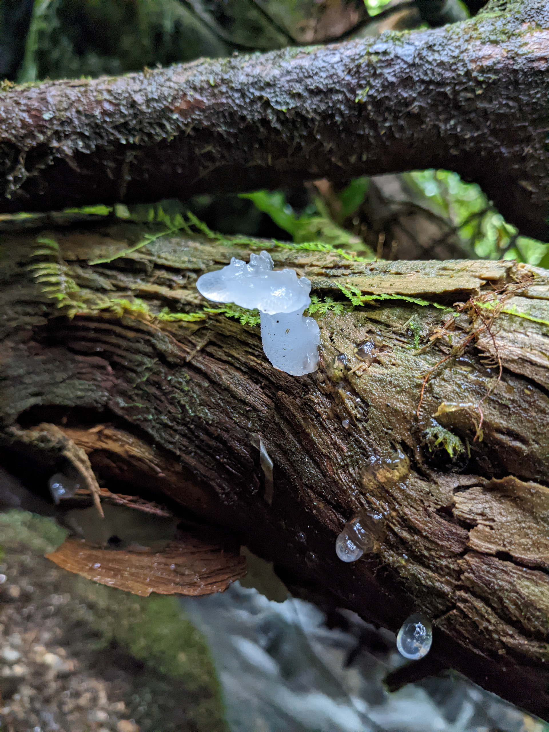 "Toothed Jelly Fungus"