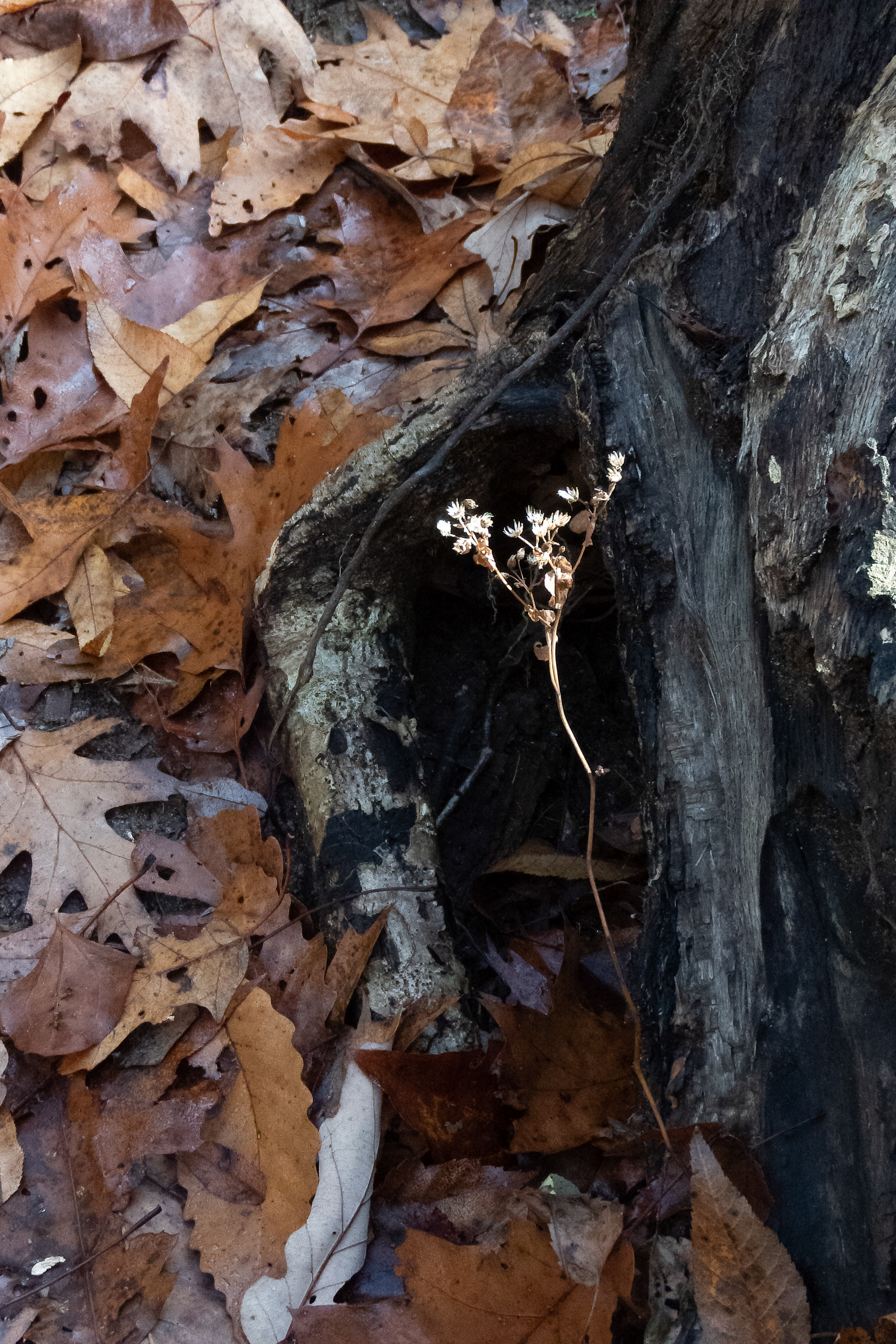"Desiccated Flowers"