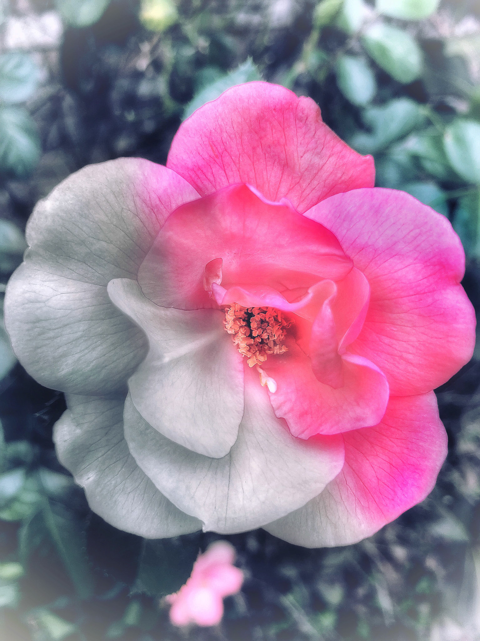 Freezing flower
